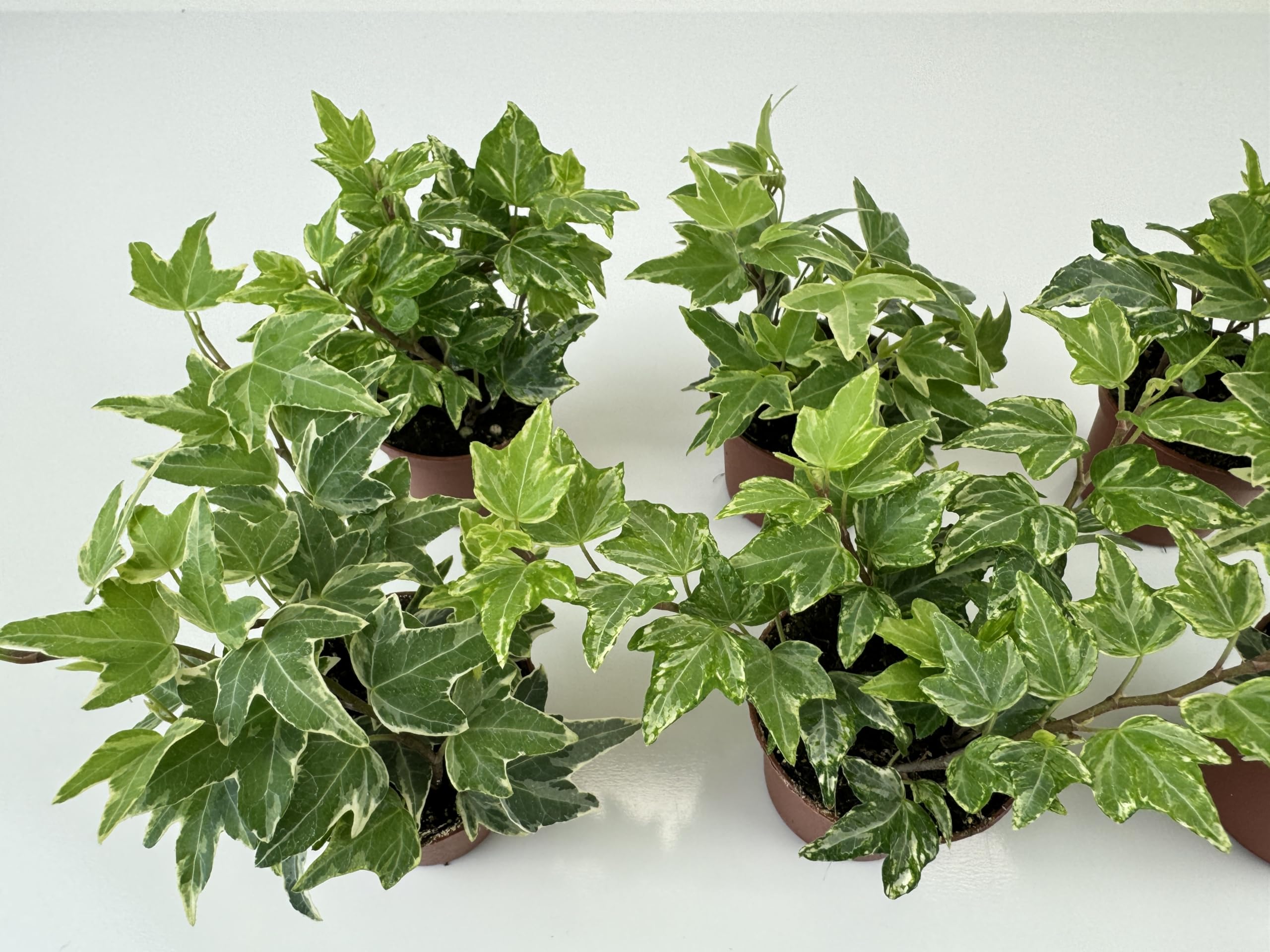 ivyページ Amazon.com : Variegated English Ivy (6 Plants) (2
