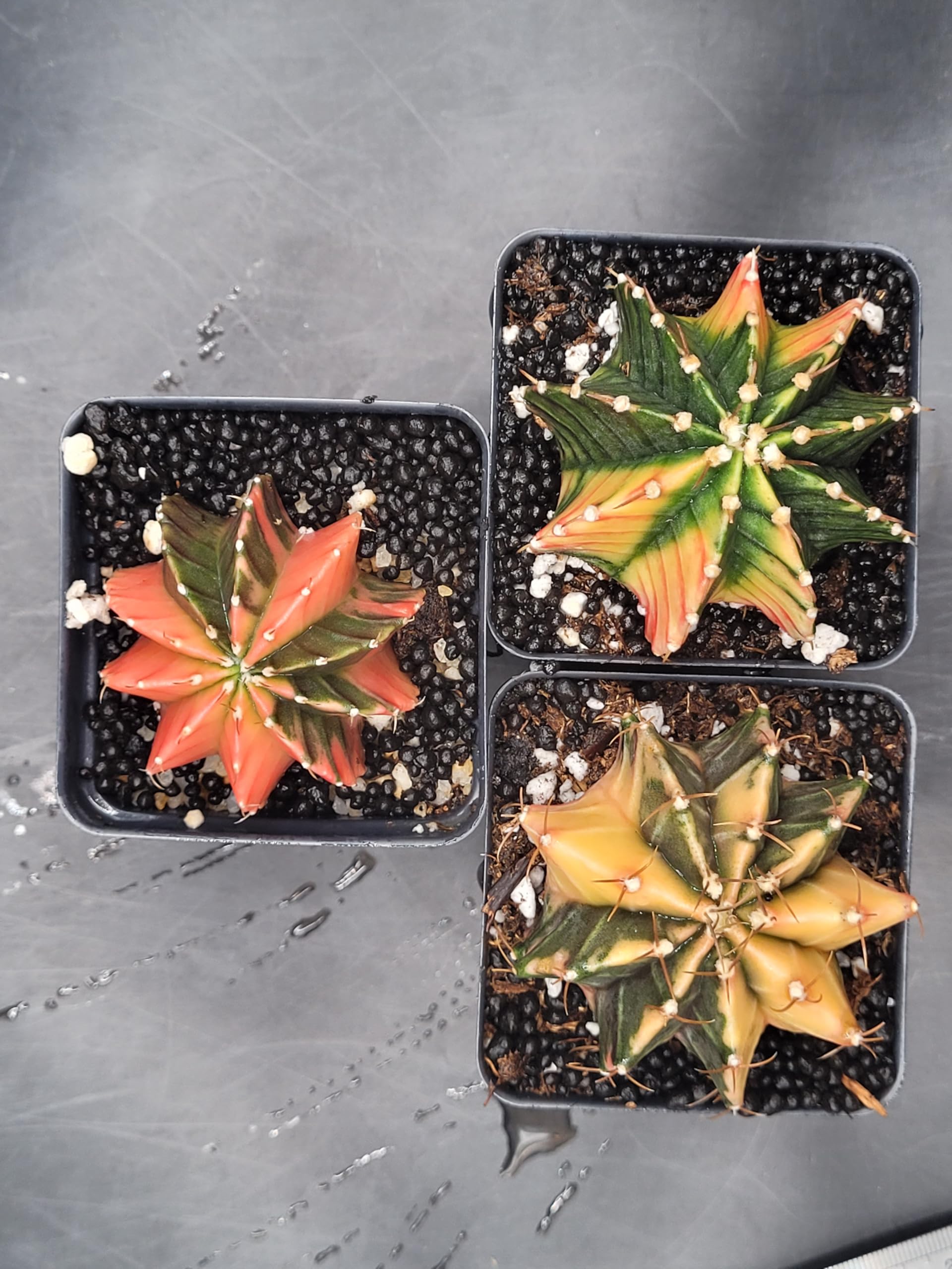 Amazon.com : Gymnocalycium Mihanovichii Variegated Cactus, 2-2.5 inch,  Colorful Moon Cactus (1) : Patio, Lawn & Garden
