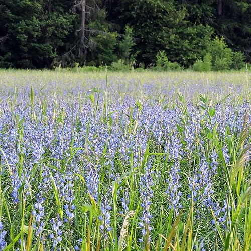 Miniatura 10 de Texas Bluebonnet Seeds  1 libra  Semillas de flores azules, semilla de reliquia atrae abejas, atrae mariposas, atrae colibríes, atrae polinizadores,