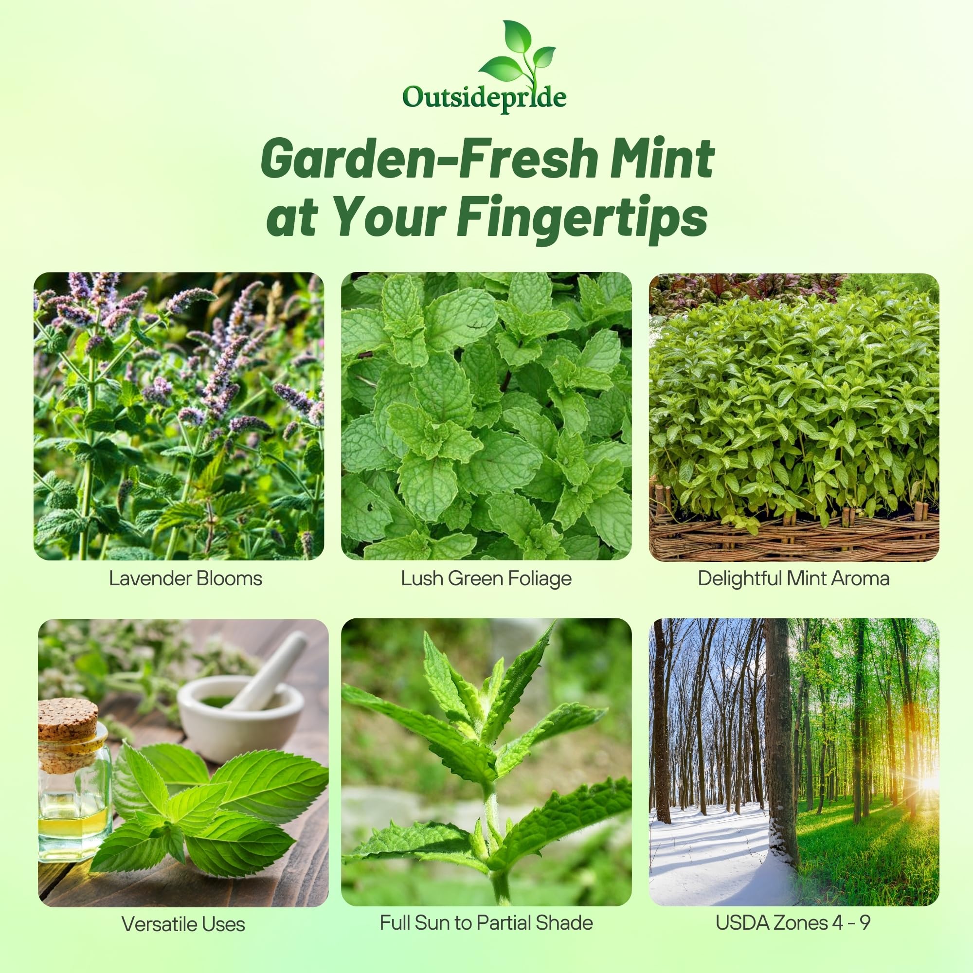 Amazon.com : Outsidepride Spearmint Seeds - 10,000 Pcs Perennial, Aromatic,  Easy to Grow Mint Herb Seeds for Planting in Indoor & Outdoor Gardens,  Ideal for Culinary Use, Tea Gardens, Hydroponics & Flavorings :