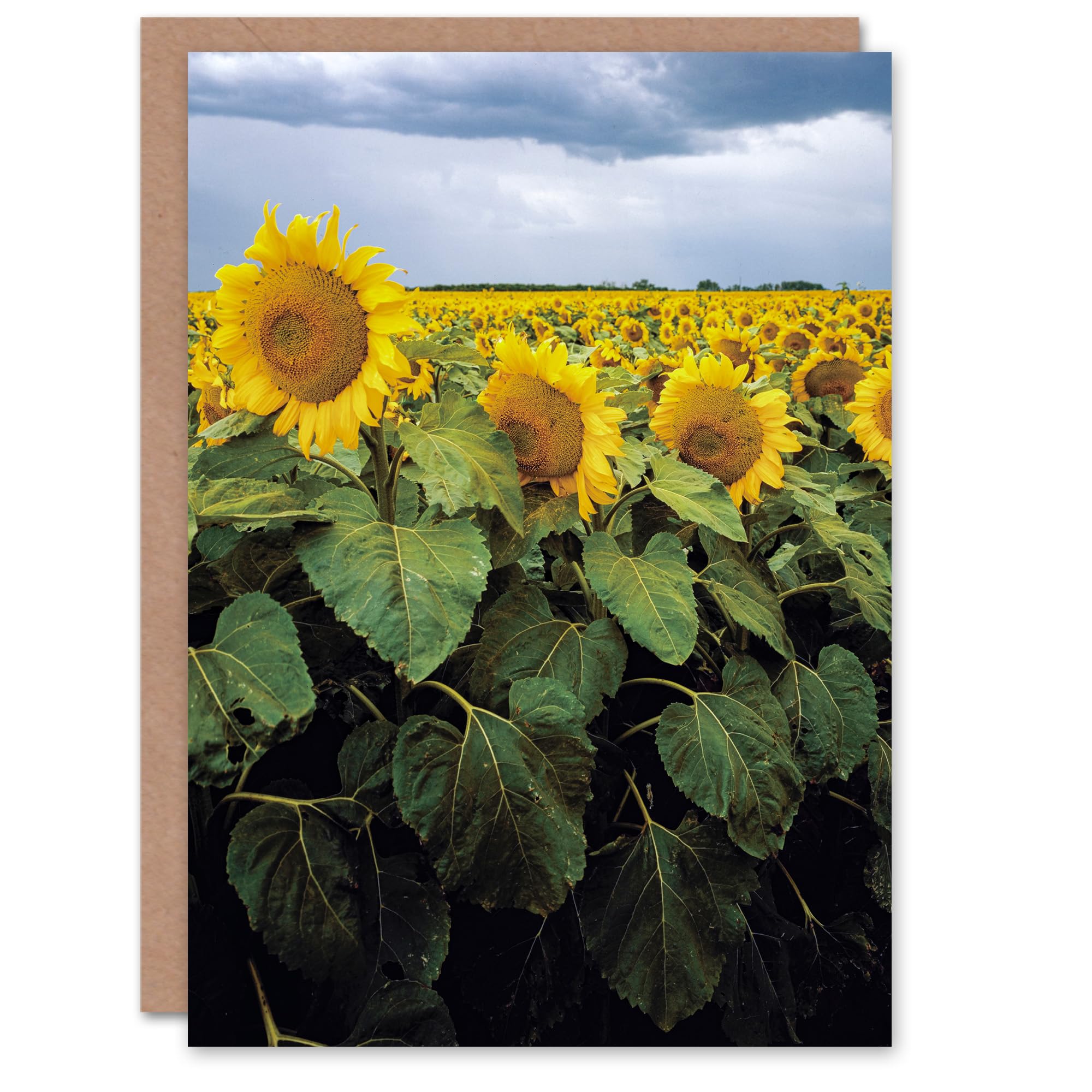 Artery8 Carol M Highsmith Art Card A Kansas Sunflower Field Up Close