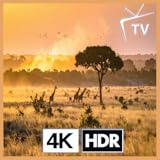 ゴールデンサファリ - アフリカの畏敬の念を抱くキリンの朝の散歩