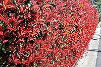 Vista 4 de Photinia Red Tip - 3 plantas vivas - Photinia x Fraseri - Arbusto de paisaje de hoja perenne