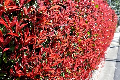 Miniatura 4 de Punta roja  10 plantas vivas  Photinia Fraseri  Arbusto de hoja perenne, seto de privacidad de rápido crecimiento, color durante todo el año, bajo