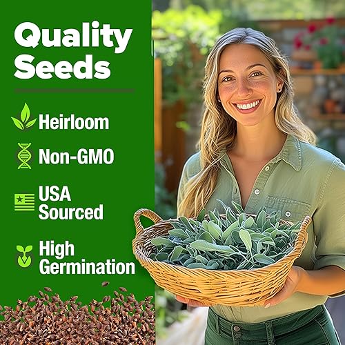 Miniatura 2 de HOME GROWN Semillas de salvia blanca, paquete de 646 semillas de reliquia, cultiva plantas aromáticas de salvia para tu jardín de semillas de