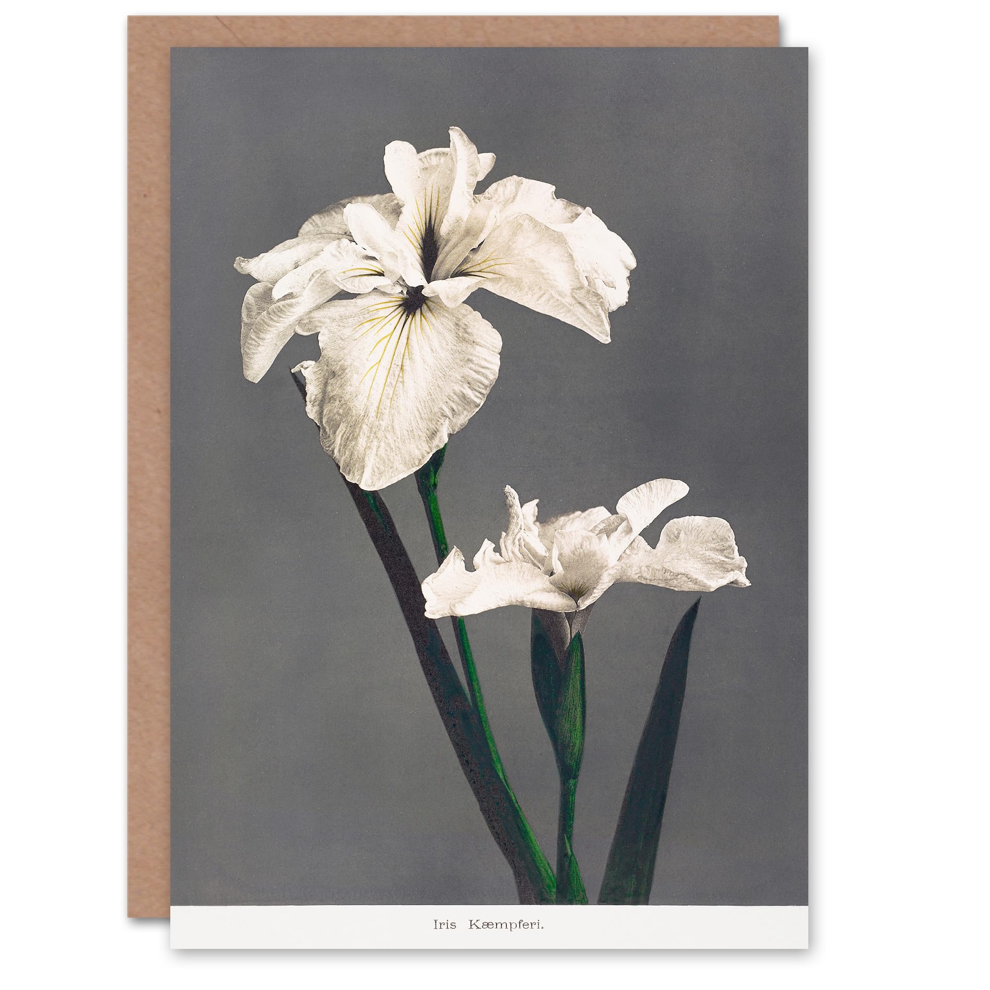 Artery8 Ogawa Kazumasa Japanese Art Card White Water Iris Flowers