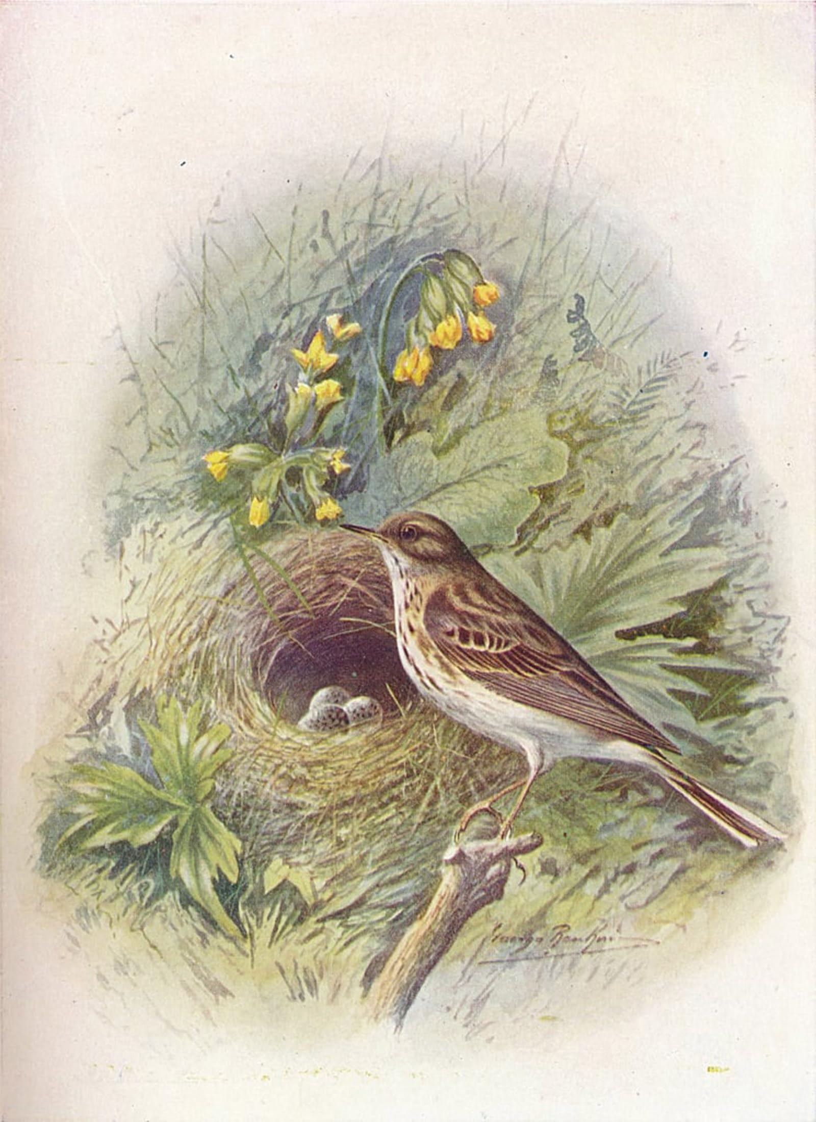 RZHRHJES Vintage Picture Wall Picture Painting Print Poster Tree-pipit Anthus Trivialis by George Rankin Abstract Wall Art Painting for Home Decor 60x90cm