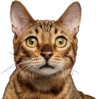 Cat Sounds & Cat Meows