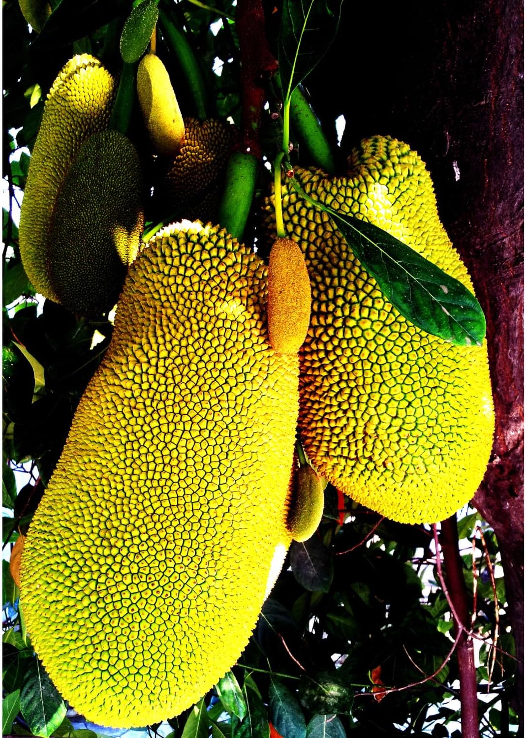 15 Jackfruit Seeds for Planting, Tropical Jackfruit Tree Seeds Indoor Outdoor