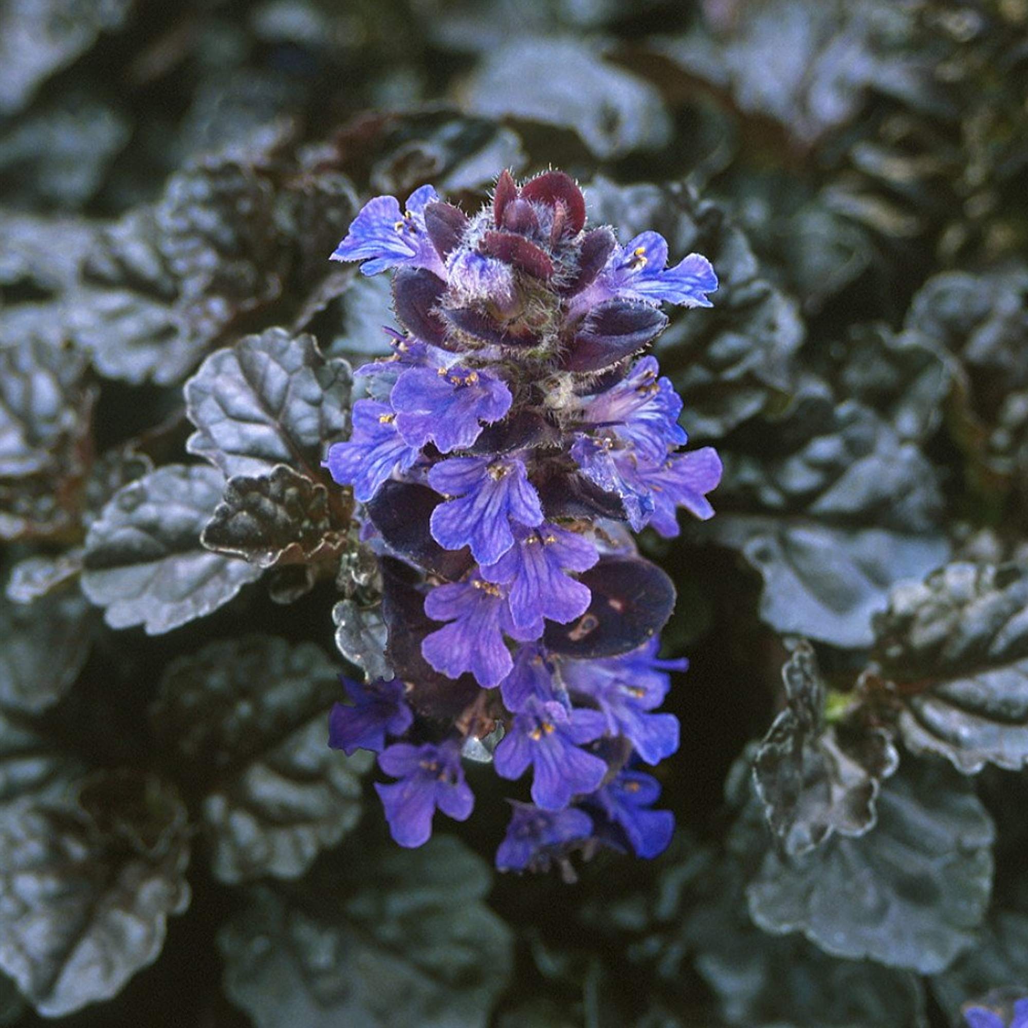 Ajuga reptans 'Black Scallop' Carpet Bugle Compact Evergeen Shrub | 9cm Pots