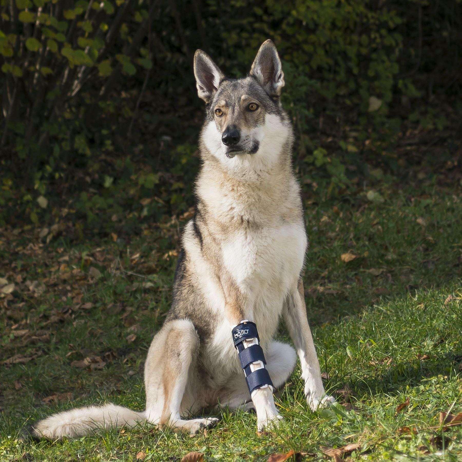 Attelle pour patte avant pour chien Taille