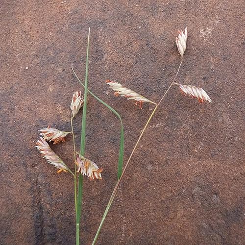 Miniatura 3 de CHUXAY GARDEN Bouteloua Dactyloides - Semillas de hierba de búfalo, búfalo, 15000 semillas de 1 onza de rocas de paisajismo, cubierta del suelo,
