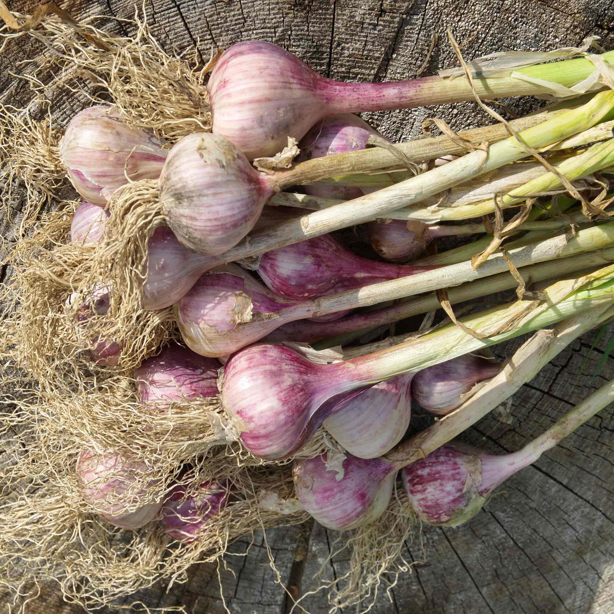 Marshalls Garden Germidour Garlic Cloves for Autumn Planting - Softneck Pack of 2