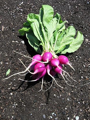 Miniatura 3 de Semillas de rábano morado para plantar, más de 150 semillas de reliquia por paquete, semillas de jardín de Isla (semillas de jardín de Isla),