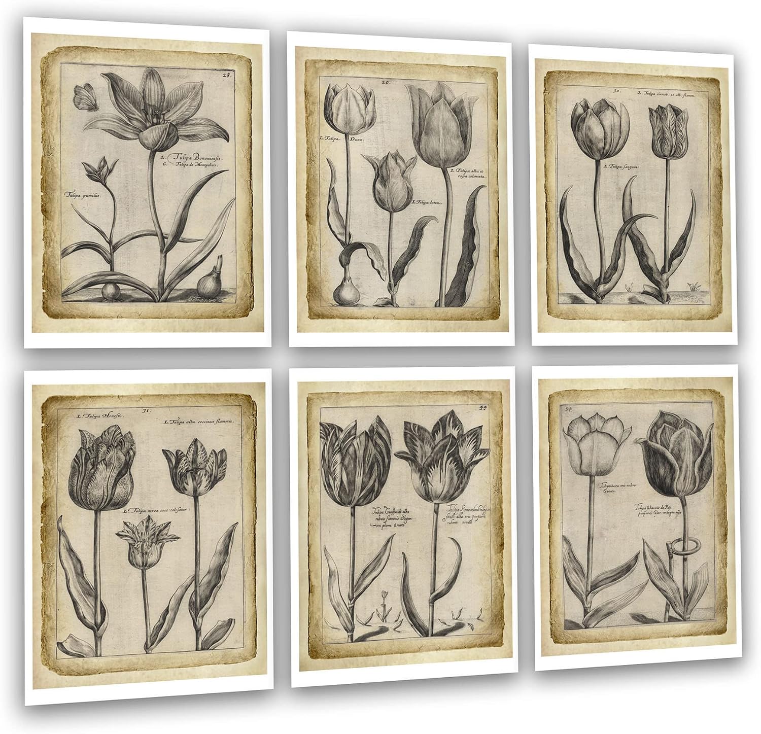 Gnosis Picture Archive Vintage Tulip Flowers Botanical Set of 6 Wall Art Prints (11x14 image printed on 13x19 paper)