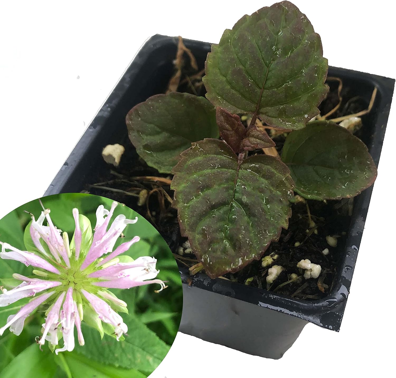 Smoke Camp Crafts Organic Native Bee Balm Live Plant (Monarda fistulosa) – Perennial Pollinator Plant in 2.5 Pot Purple Pink