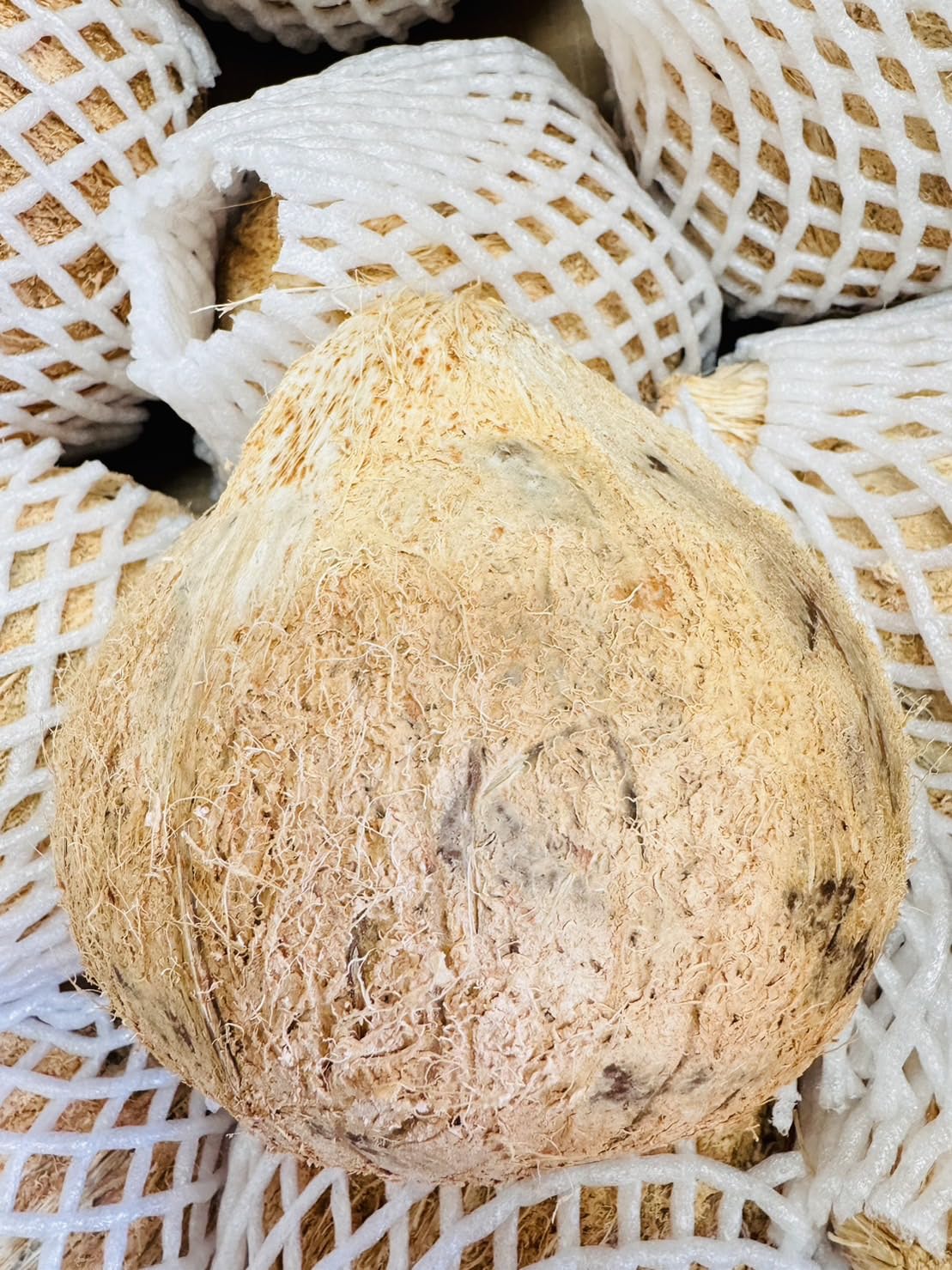 (未使用･未開封品)　Vol. 1-Coconut  sdt40b8 Amazon.co.jp: MDSTORE ベトナム産 オールドココナッツ ドライ