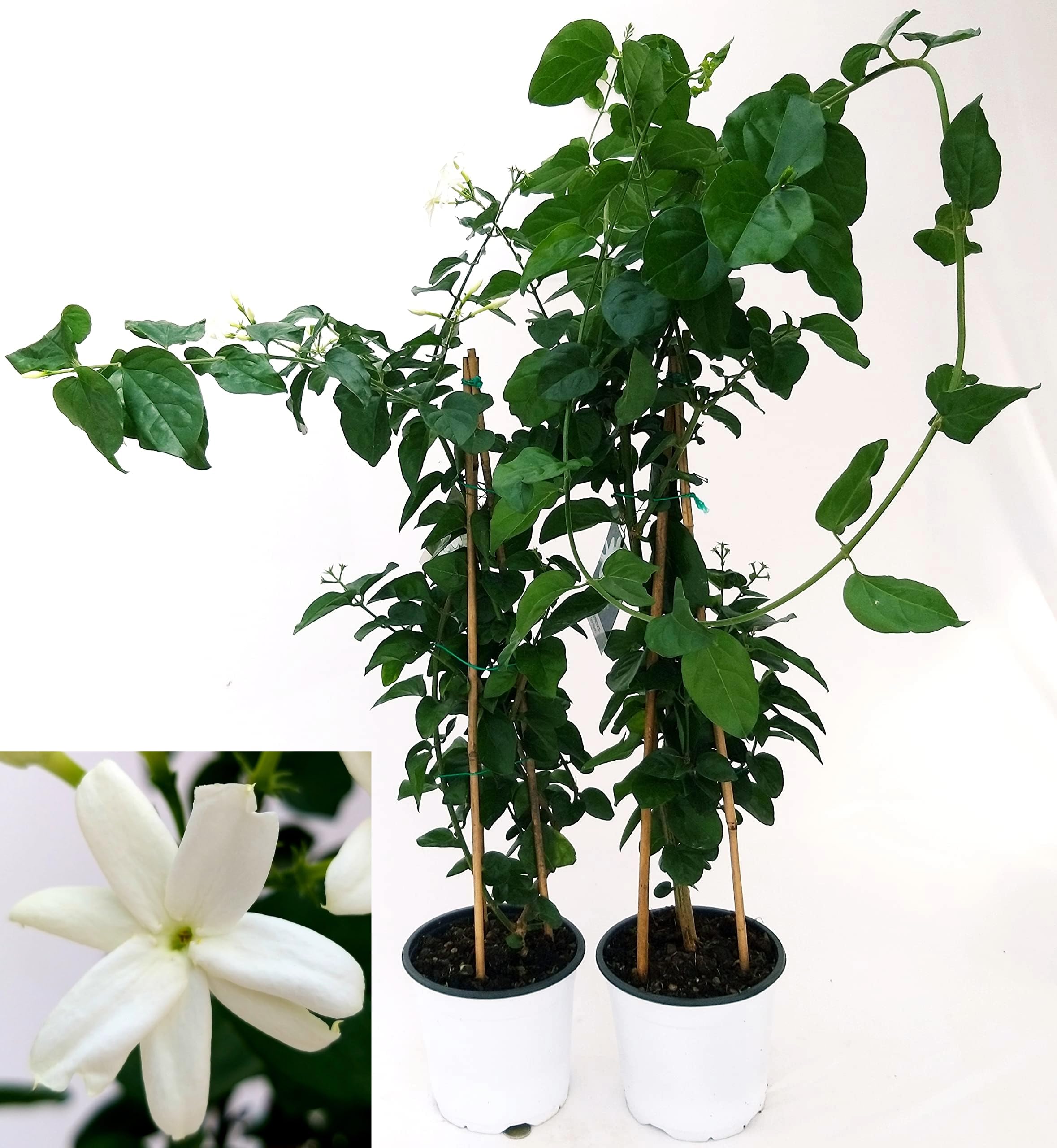 POWERS TO FLOWERS - GELSOMINO SAMBAC, JASMINUM, 2 PIANTE, vaso 19cm, pianta vera