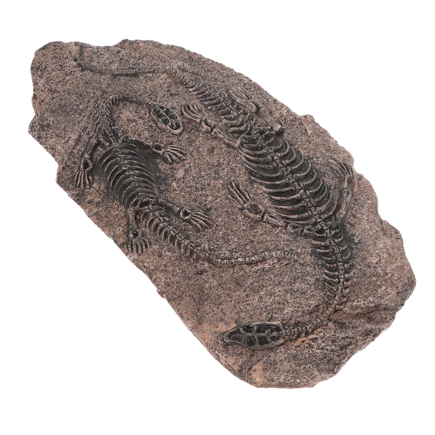 SOLUSTRE Dinosaur Skull Craft Resin Dinosaur Head Educational Toy for Boys and Girls Wall Mount Home Decor Ornament