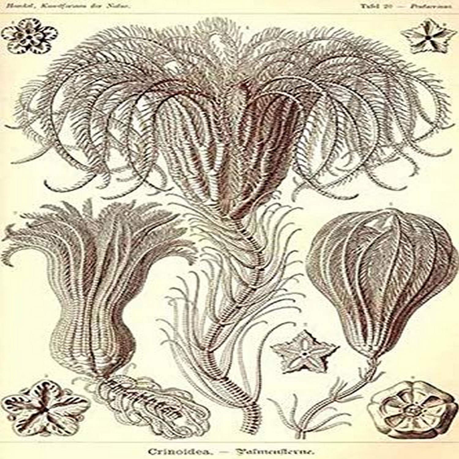 Crinoids are marine animals that make up the class Crinoidea of the echinoderms (phylum Echinodermata) Crinoidea comes from the Greek word krinon a lily and eidos form They live both in shallow water