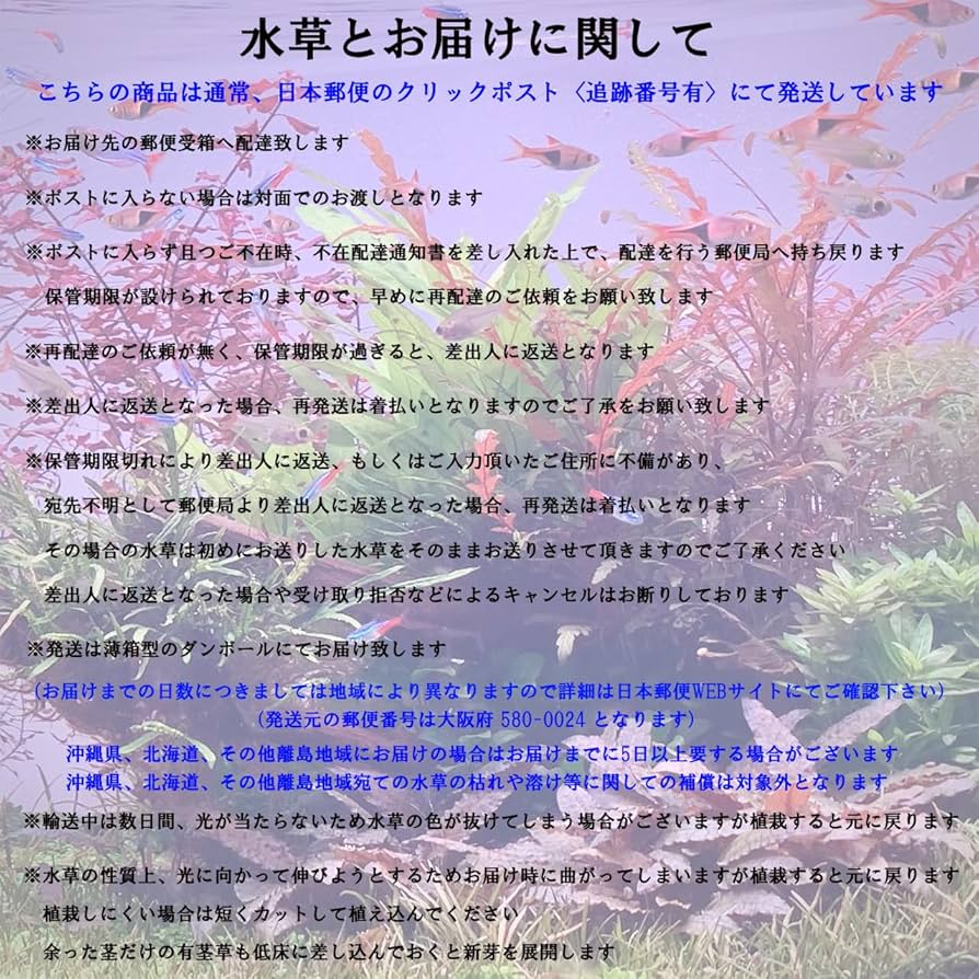 ￼特大育成済み！ミクロソリウムsp.トライデント活着ブランチウッド！無農薬 特大育成済み！ミクロソリウムsp.トライデント活着ブランチ