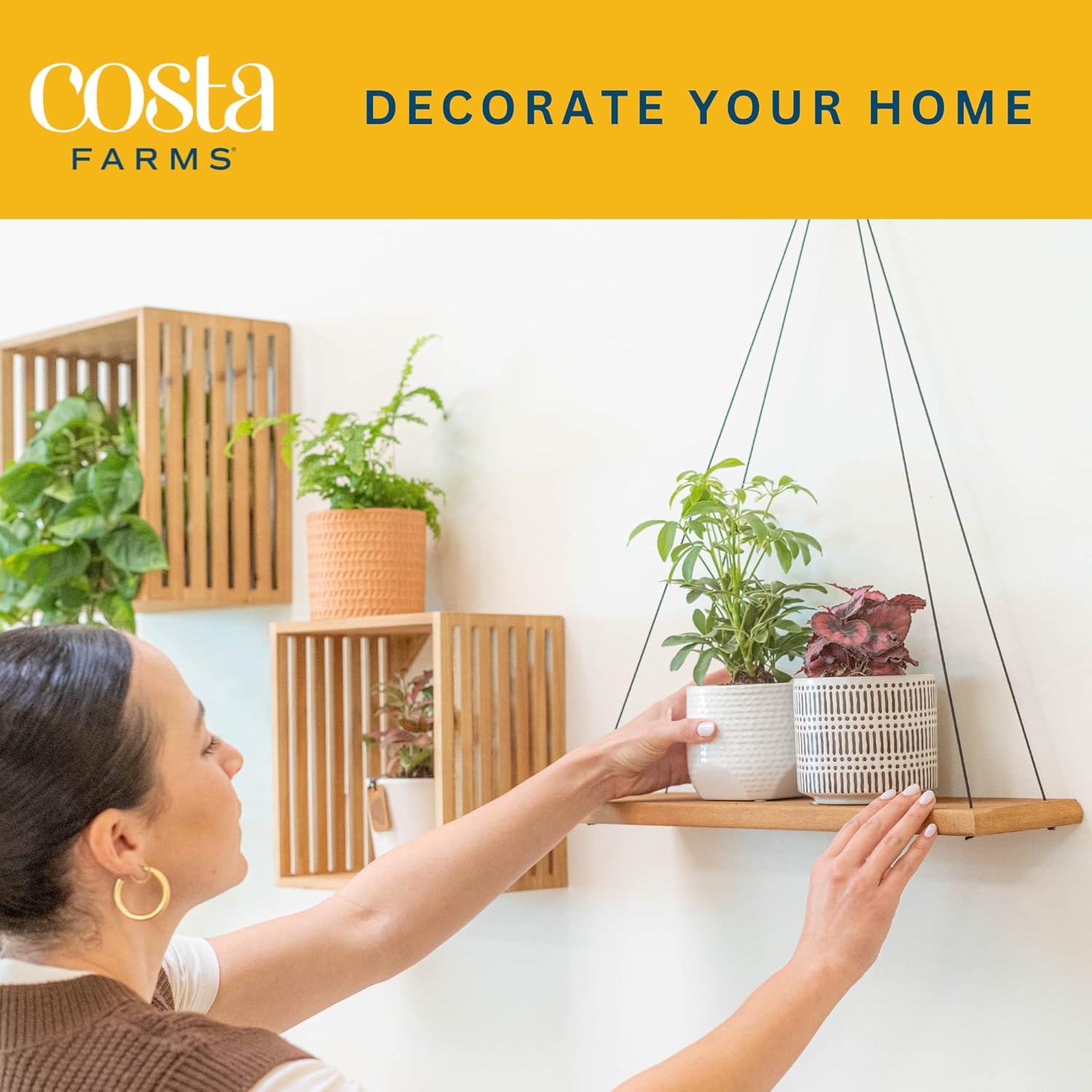 Costa Farms Live House Plants (4 Pack), Easy to Grow Live Indoor Houseplants, Grower's Choice Air Purifier Set, Potted in Indoors Garden Plant Pots, Potting Soil, Housewarming Gift, Home or Room Decor : Patio, Lawn & Garden