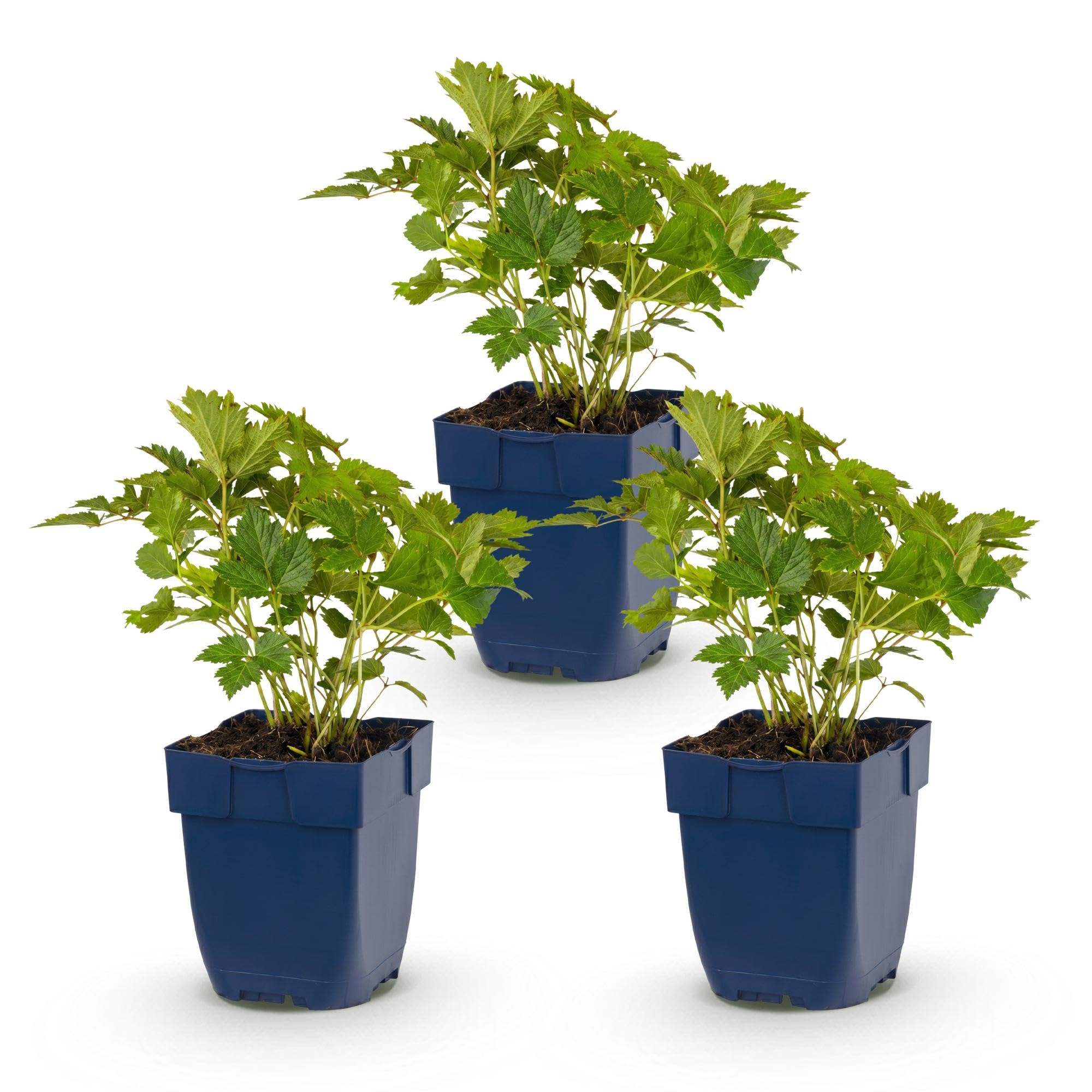 Piante Perenni Astilbe Pumila, da Ombra, Viola, Set di 3, Vaso 11cm
