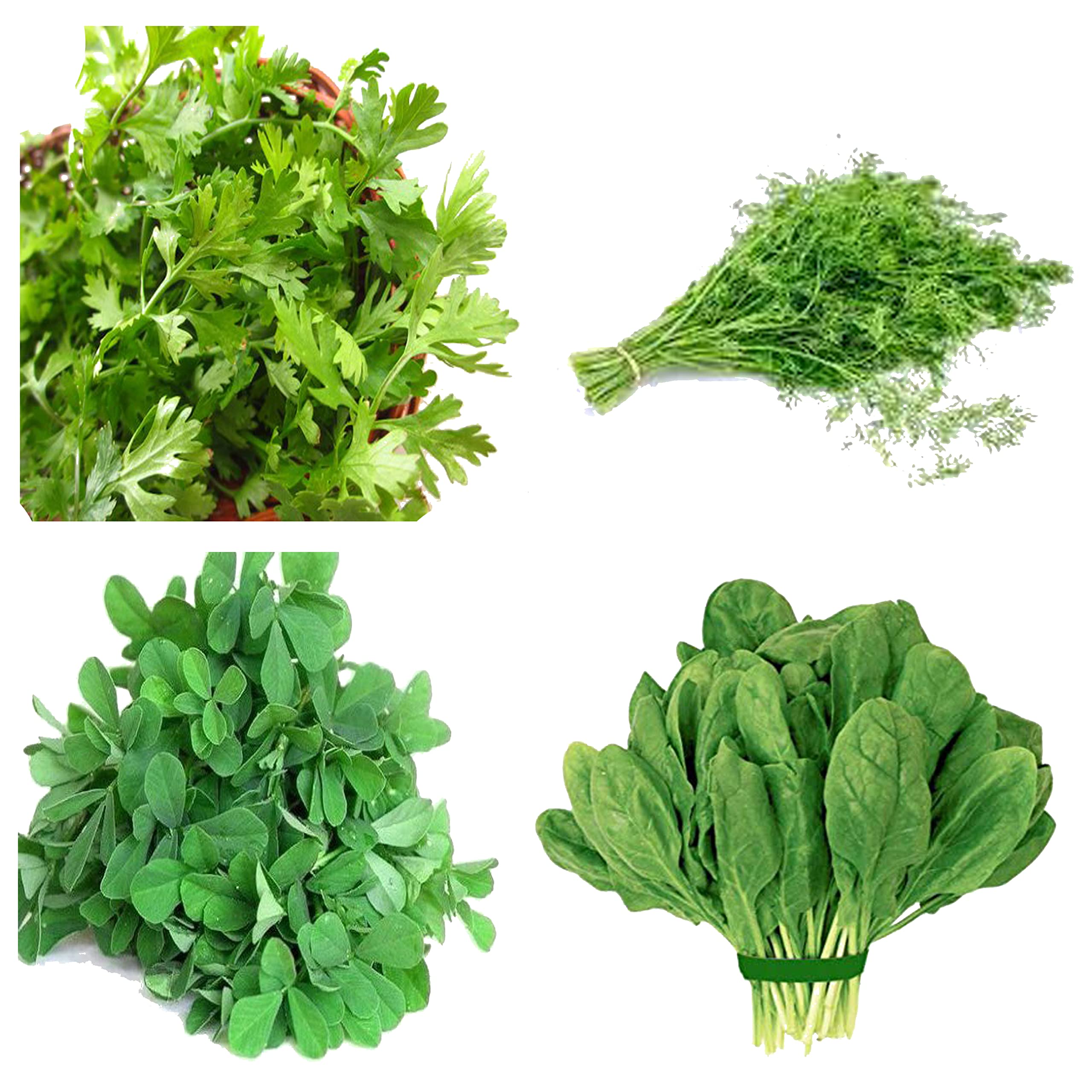 Leafy Vegetable Seeds Combo- SOYA, METHI, PALAK and DHANIYA (All Desi) quality seeds more than 100 each, Easy grow in container (B09MKX14SS) Amazon Price History, Amazon Price Tracker