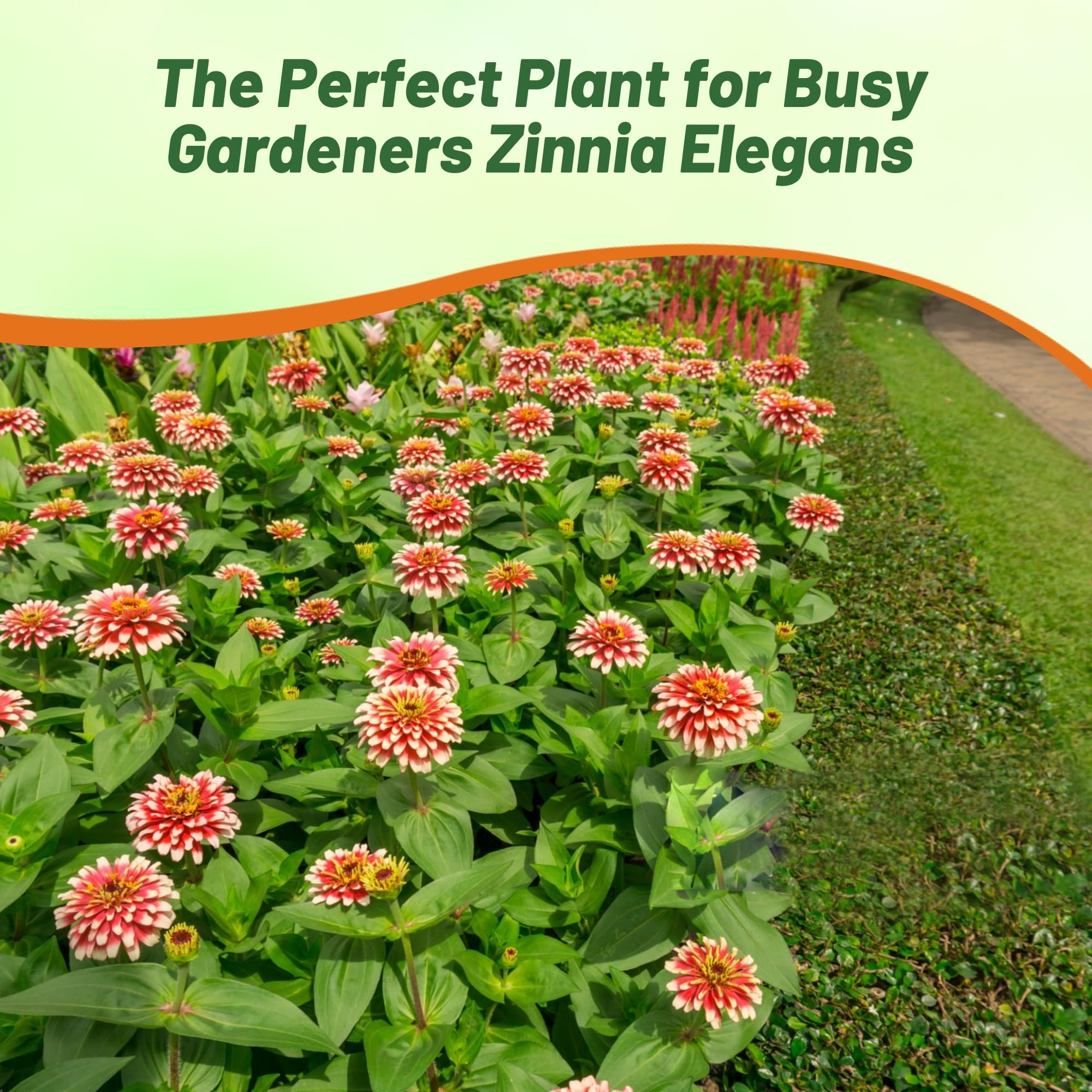 Amazon.com : Outsidepride Swizzle Cherry Ivory Zinnia Seeds - 15