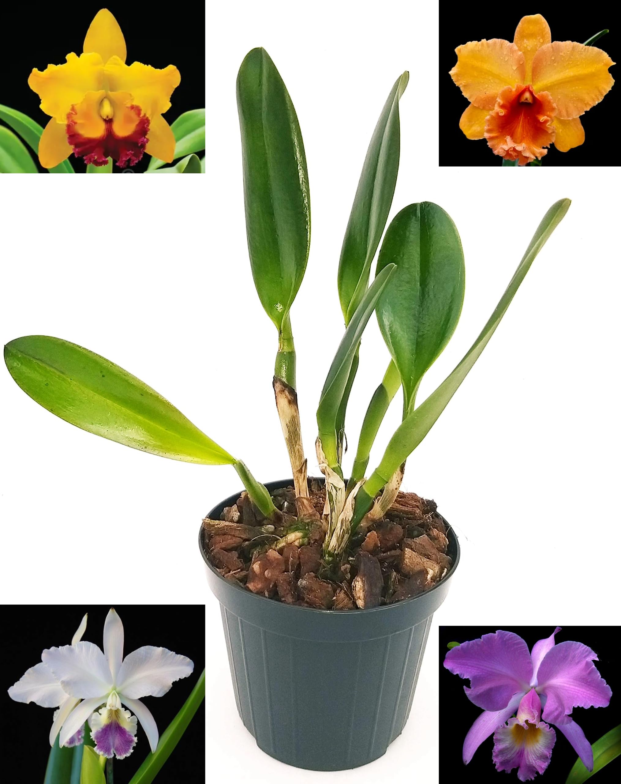 POWERS TO FLOWERS - CATTLEYA PIANTA ADULTA, VASO 15CM DIAMETRO. FIORITURA GARANTITA IN 6MESI, pianta vera