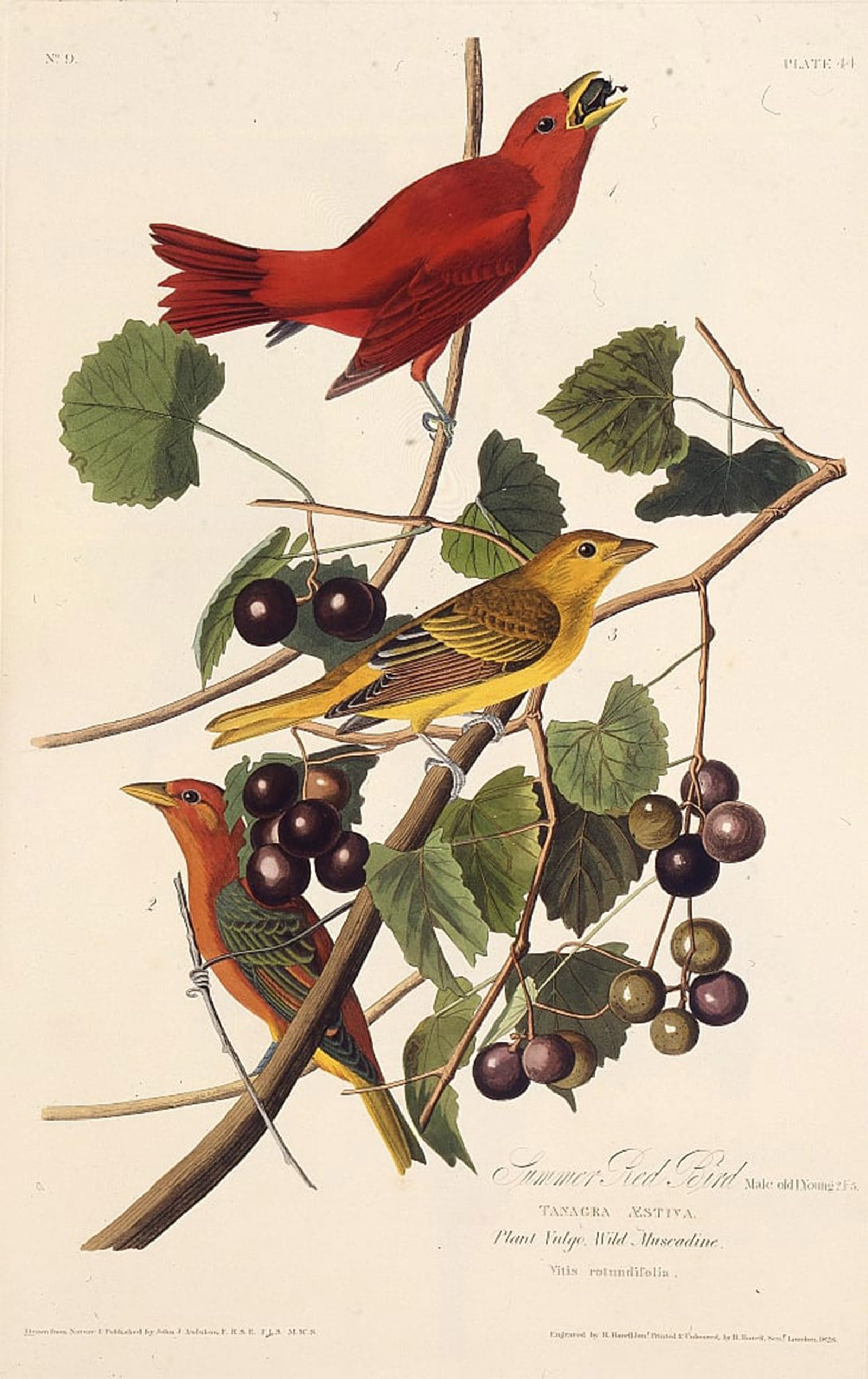 SERENDIPITP Abstract Painting Mural Print Picture Wall Decor Painting the Summer Red Bird From the Birds of America by John Jamess Audubon Vintage Wall Artwork for Home Decor 60x90cm