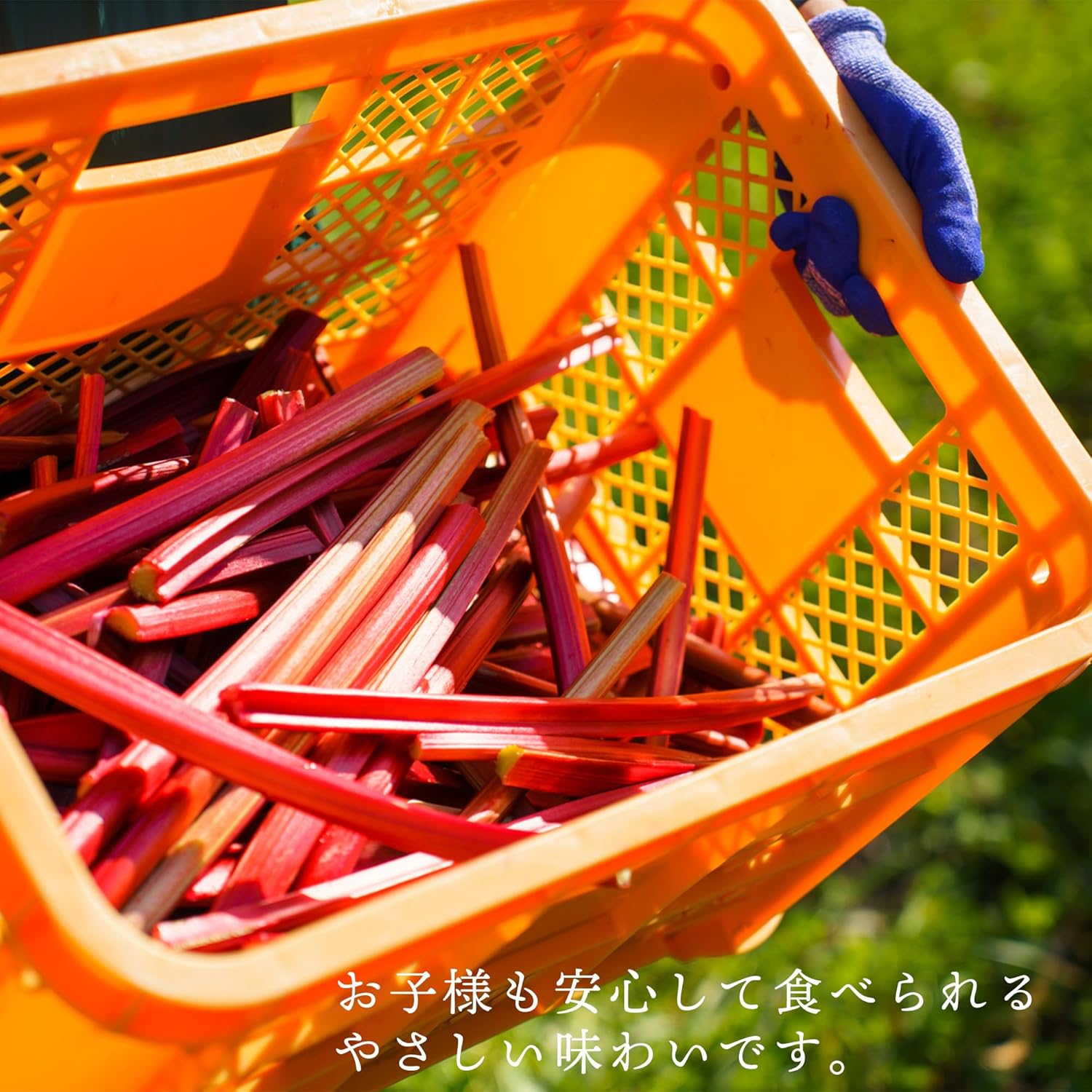 Tasshas 無添加 ルバーブブルーベリージャム 北海道産 無農薬栽培 140g やさしい甘さ ルバーブ (ブルーベリー)