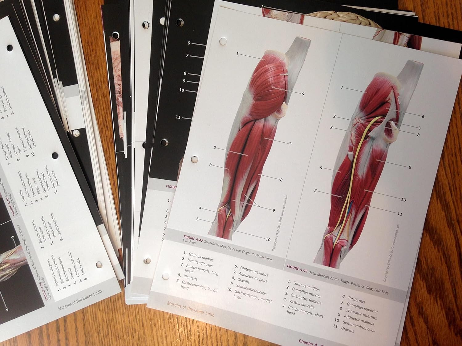 Photographic Atlas for Anatomy & Physiology, A - Image 2