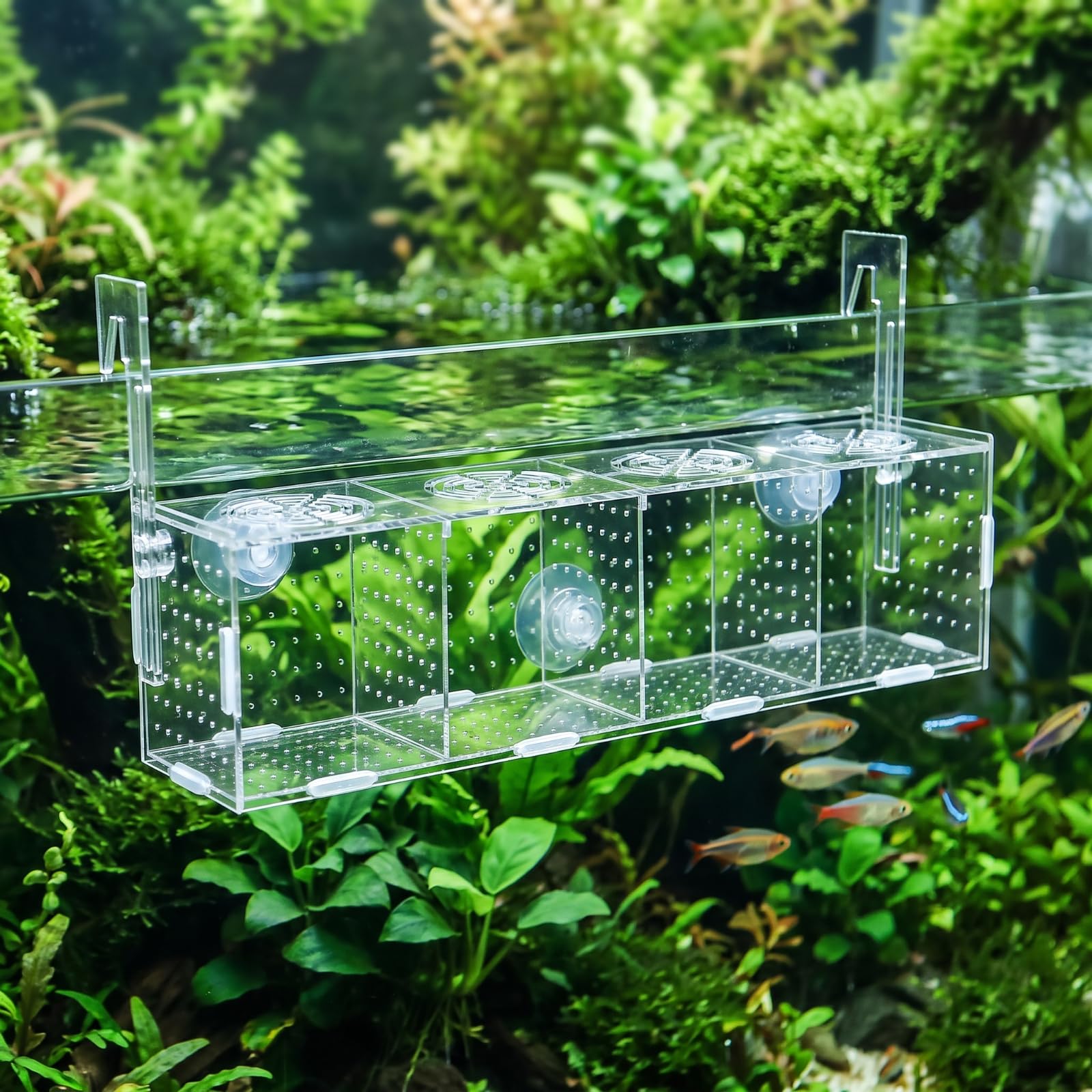 Caja Cría con Ventosas Transparente Gran Capacidad, Resistente, Caja Cría con Rejilla Aislamiento, Acuaristas