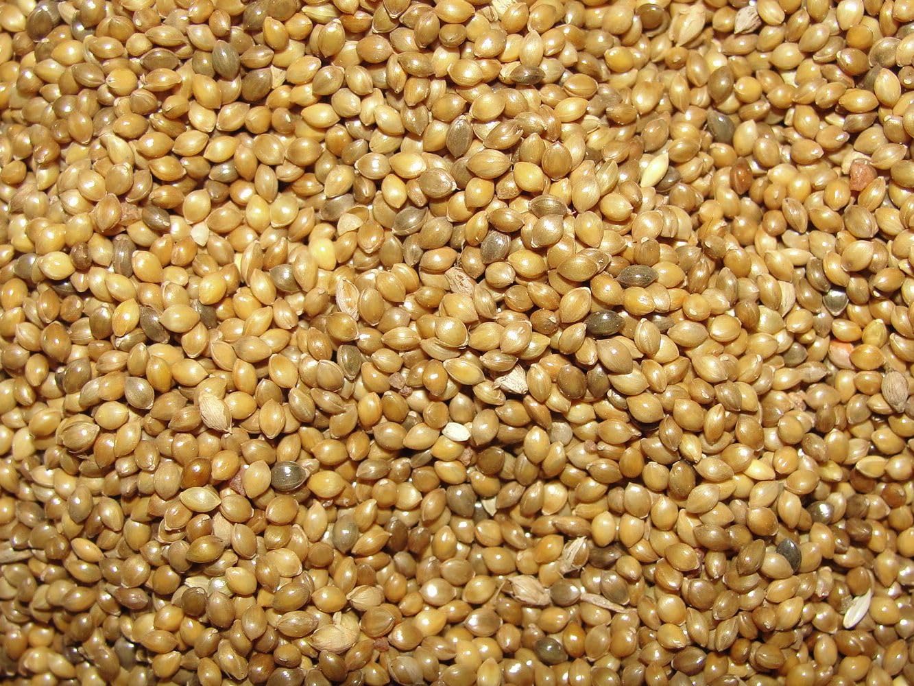 Yubeko Foxtail Millet (Kangni), Bird Food for All Life Stages Canary, Finches, Waxbills, Budgies, Lovebirds, Cockatiels, Parrots & Parakeets (5 Kg) (B0D471M26W) Amazon Price History, Amazon Price Tracker