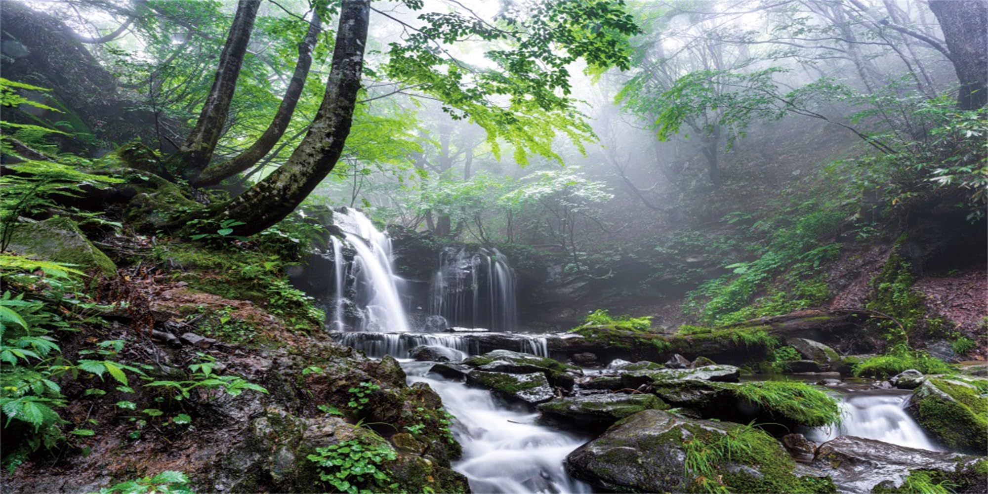 MIRRORANG 61x41cm Waterfall Aquarium Terrarium Background Tropical Rainforest Plant Fish Tank Background — image 1