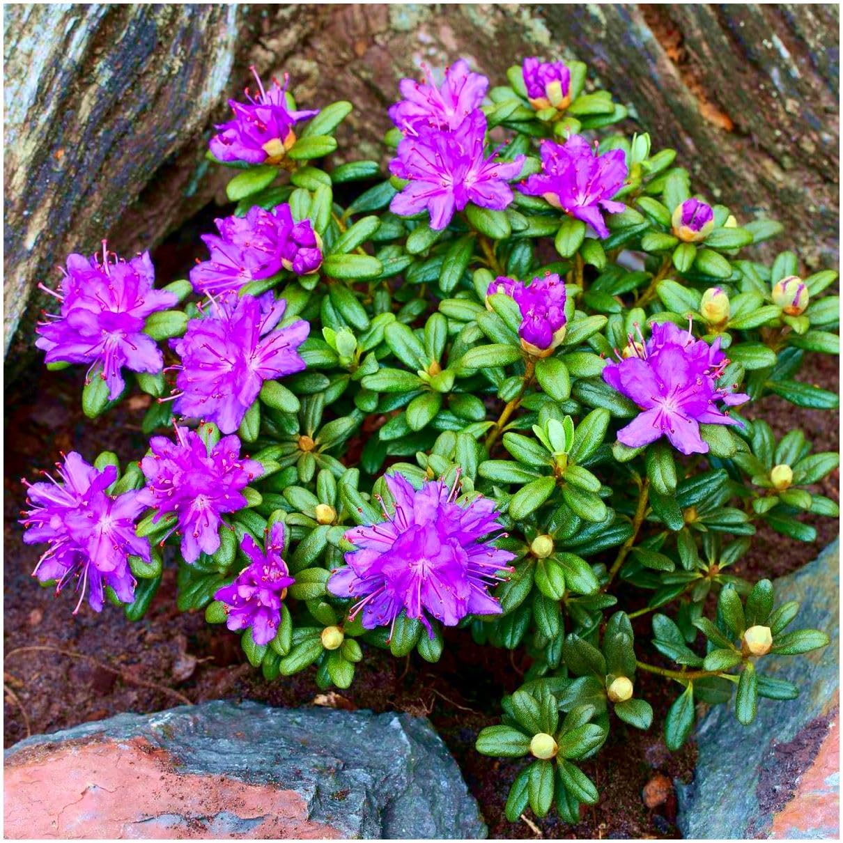 GrowOn Shrubs [2 Litre] Dwarf Rhododendron Japonica 'Drake's Mountain' | Evergreen Shrub | Outdoor Garden Ready Plant | Spring Flowering | Purple Flowers