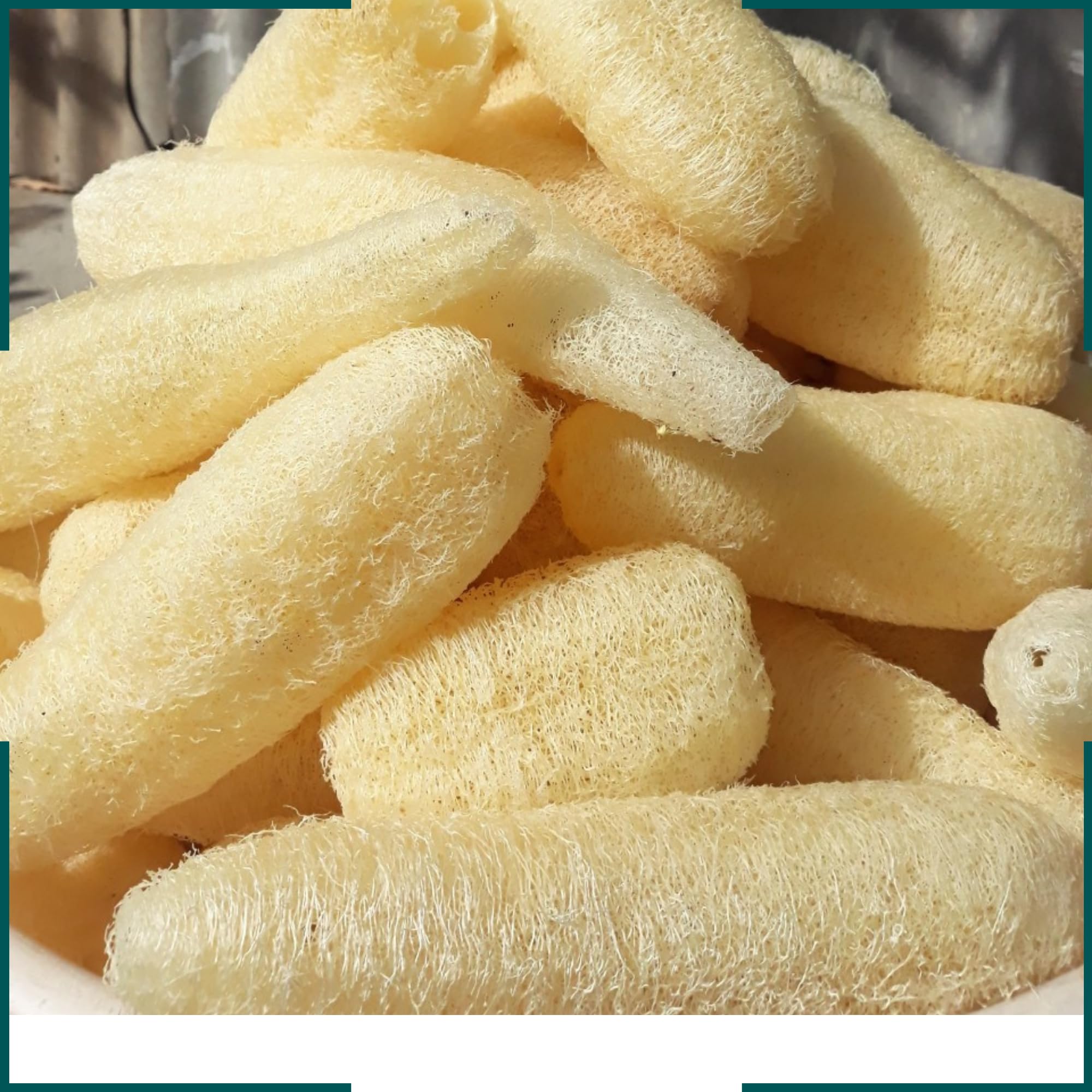 Esponja vegetal natural (5 a 7 pulgadas), esponja exfoliante corporal de lufa, esponja de lufa, esponja de lufa, lufa, lufa entera (paquete de 5)