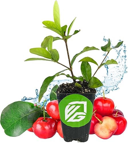 Cereza jamaicana roja (freso) - Muntingia calabura de Wellspring Garden - Árbol frutal de hoja ancha para tu jardín - Planta de inicio de hoja