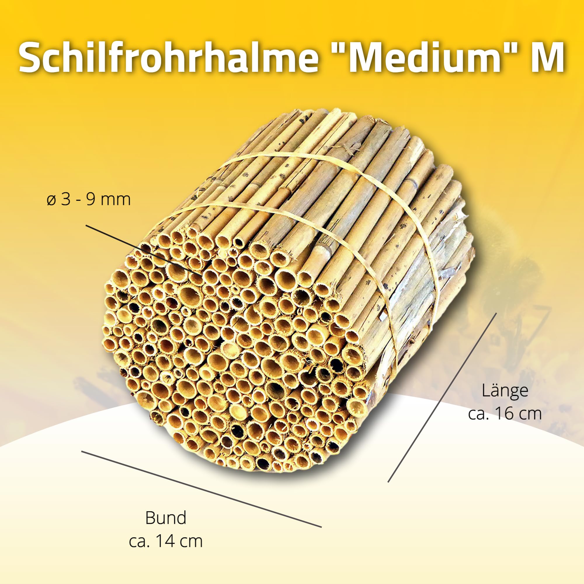 BeeCasa by Hiss Reet® Schilfrohrhalme MEDIUM | Naturbelassener Bund | Insektenhotel & Bienenhotel Füllmaterial | Niströhren & Nisthülsen für Wildbienen