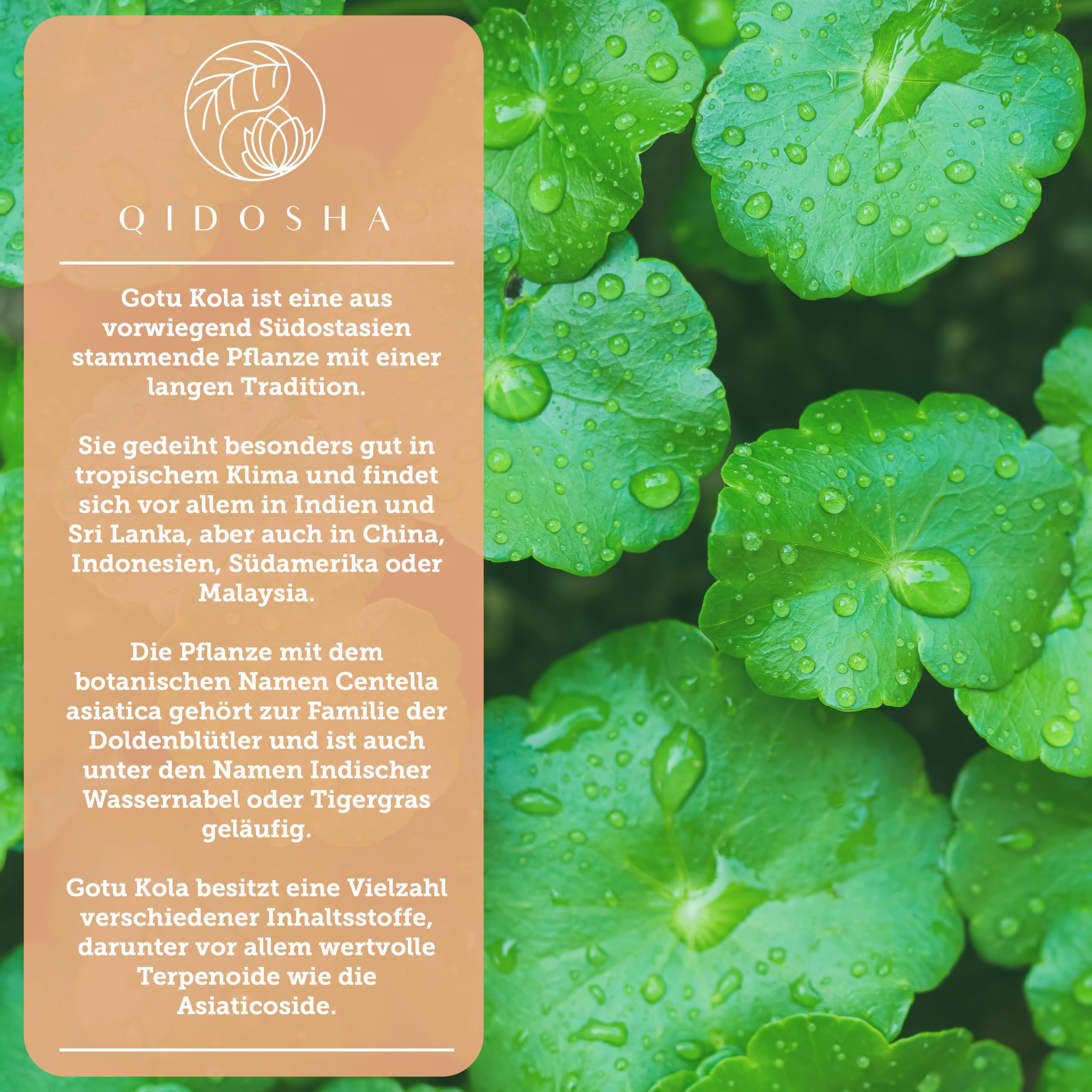QIDOSHA® Gotu Kola 60:1 Extrakt, mit 40% Gesamt-Asiaticoside höchster Wirkstoffgehalt am Markt, darunter 10% Asiaticoside, 17% Madecassoside und 13% Asiaticoside B, 120 Kapseln im Glas