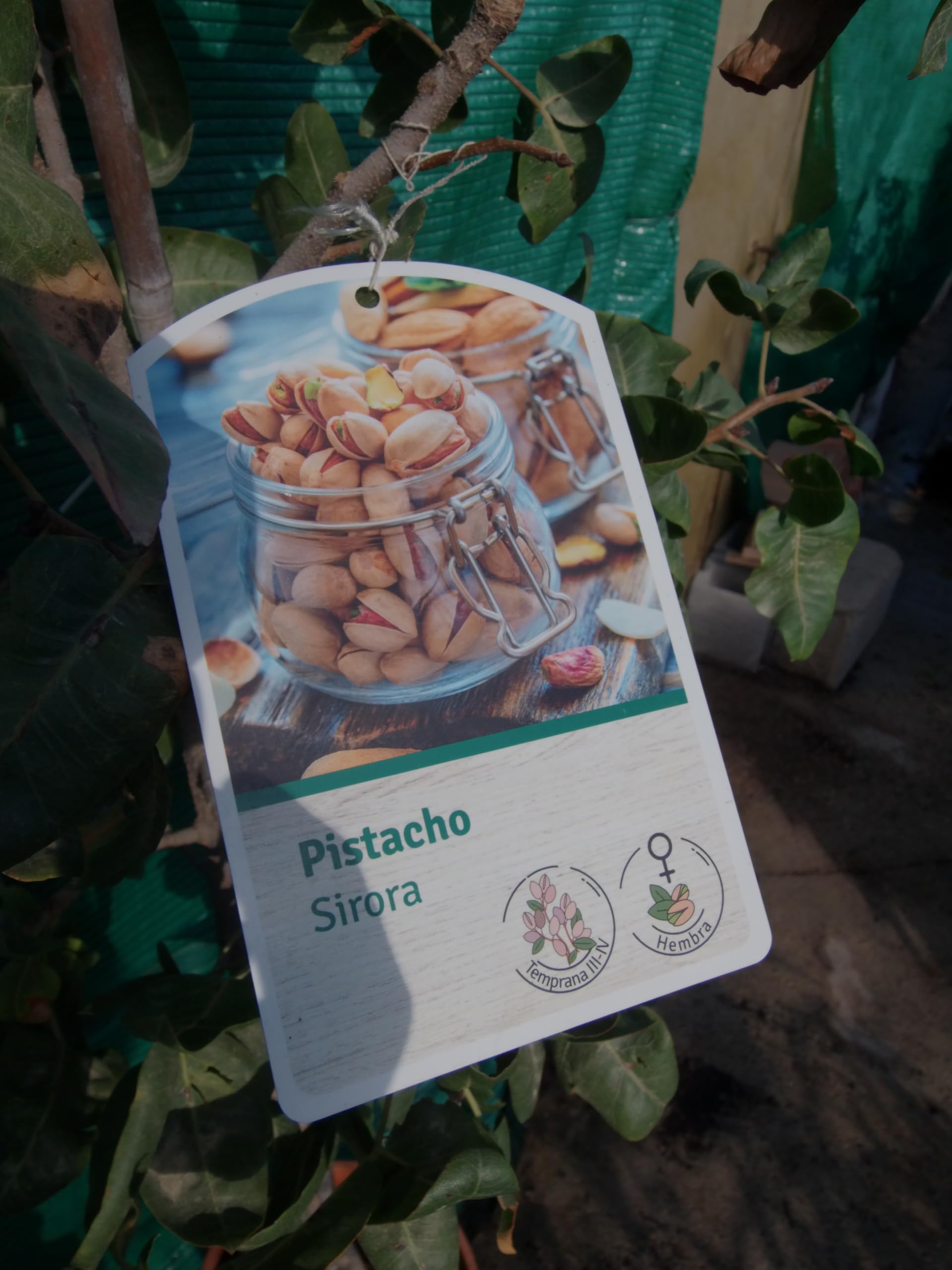 Árbol de Pistacho Real (Pistacia vera) frutos comestibles/una planta femenina