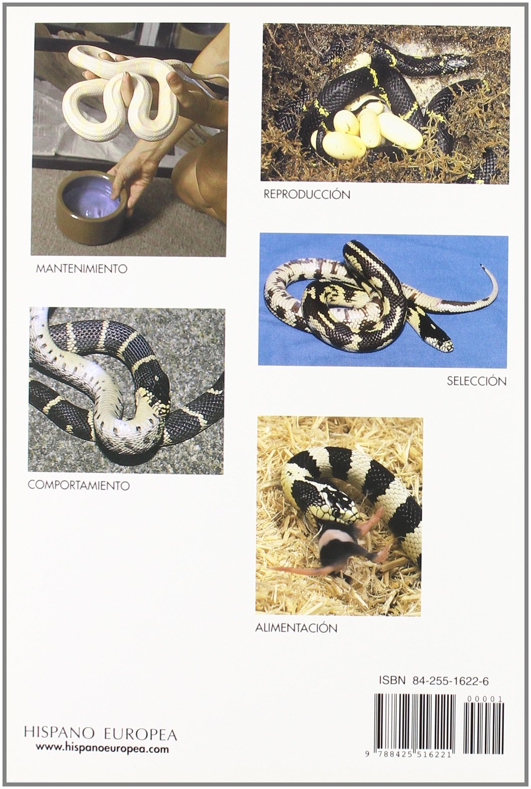 Serpientes rey de California : variedades, cuidados, crianza (Manuales del terrario)