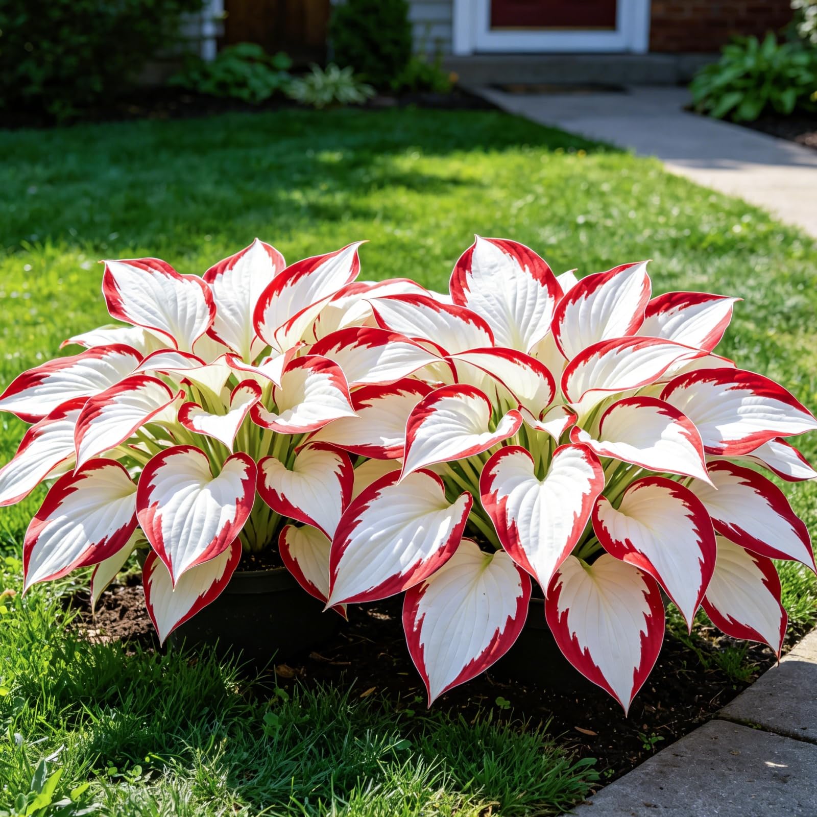 Perennial Hosta Bulbs for Planting-Rare-Color Brilliant-Easy Growing-Excellent Display-Perfect for Shade Garden&Potted-10bulbs-F