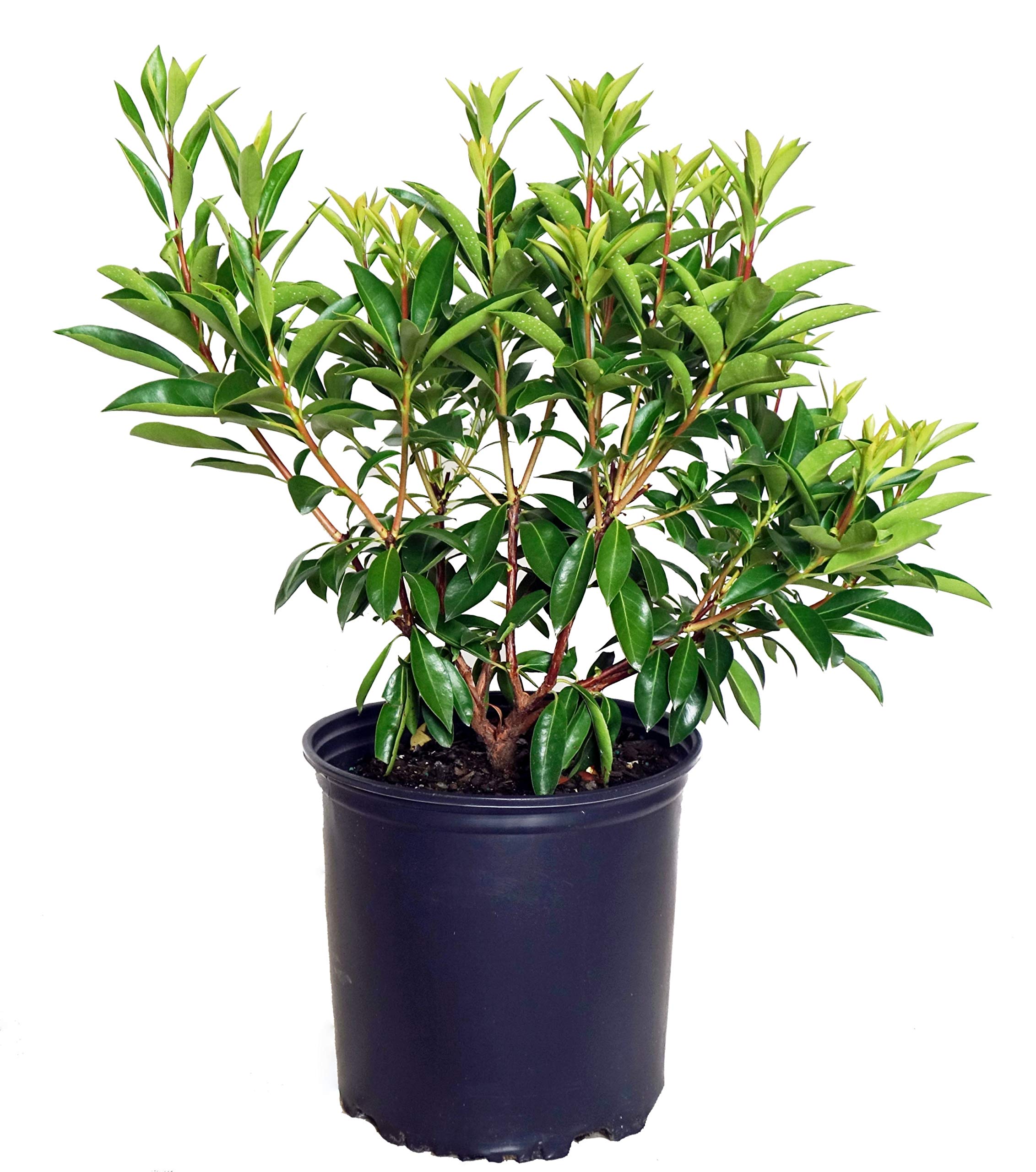Kalmia lat. Carousel