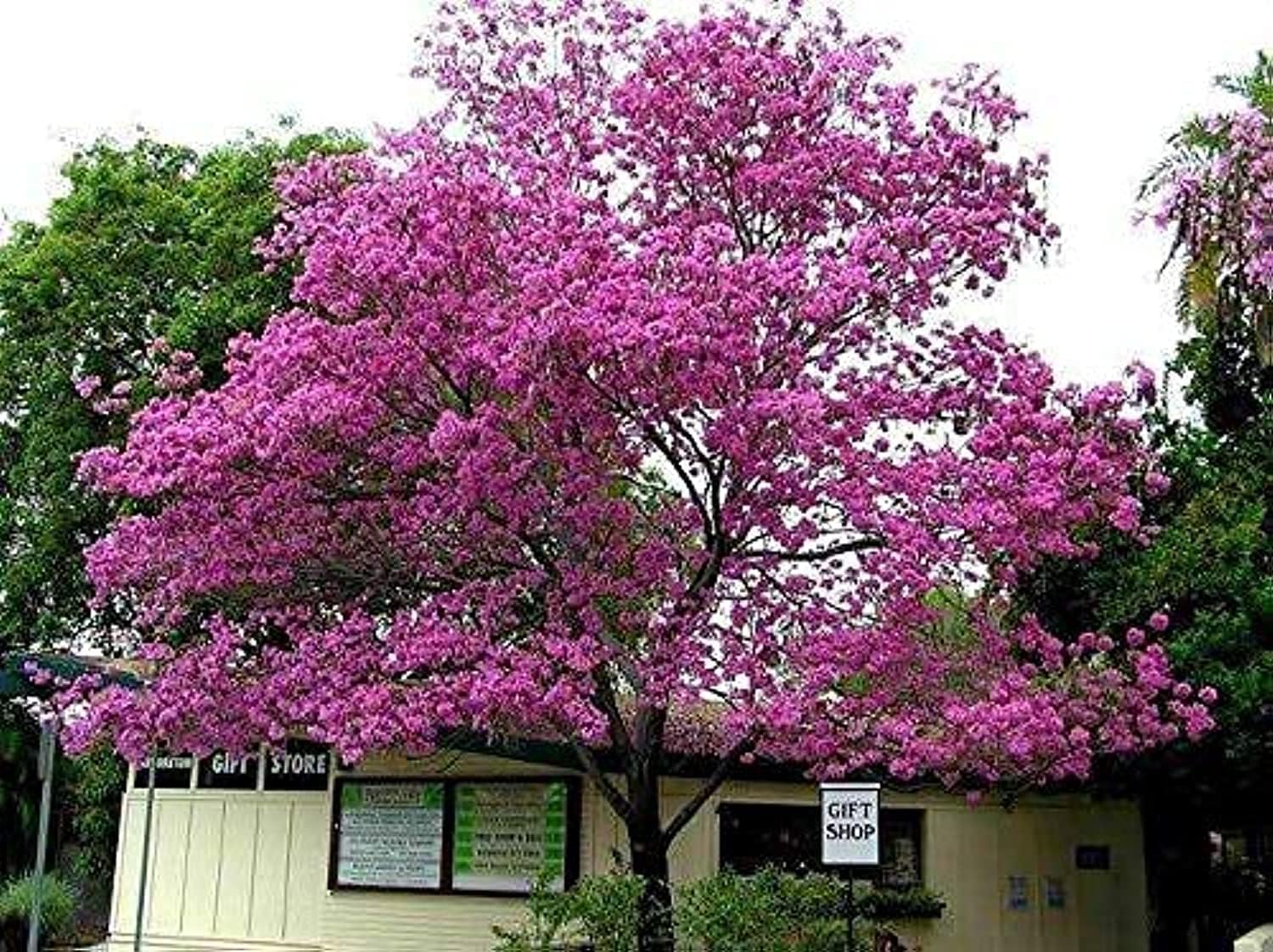 Green Paradise Live Beautiful Pink Trumpet Tabebuia rosea Tree Sapling Plant