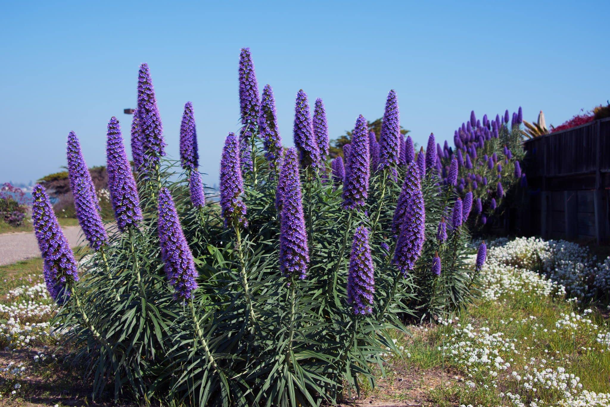 Echium Pride Of Madeira echium-pride-of-madeira