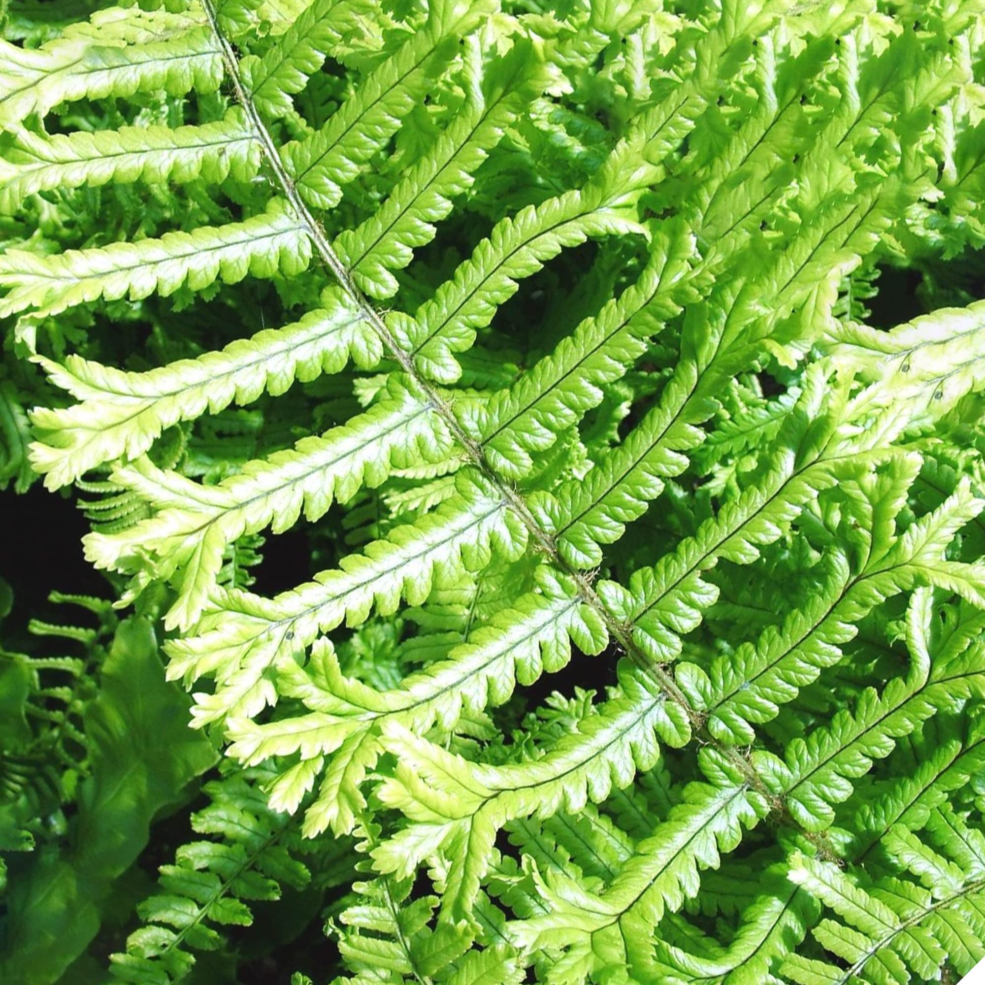 Dryopteris Affinis Cristata the King Golden Male Fern Semi-Evergreen Hardy Plant