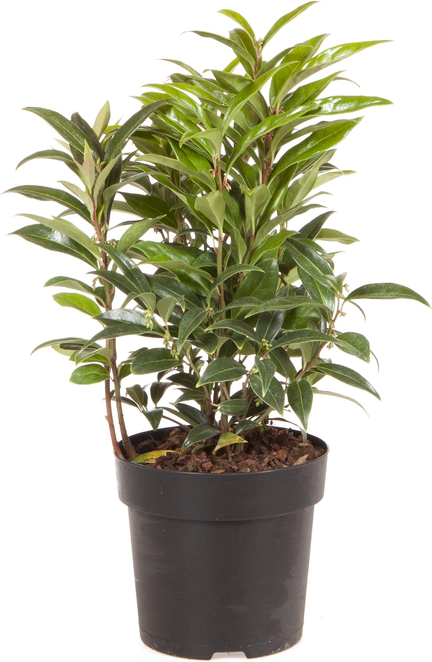 YouGarden Sarcococca hookeriana 'Winter Gem', Established Garden Plant in 15cm Pot, Hardy Evergreen Shrub for Winter Fragrance