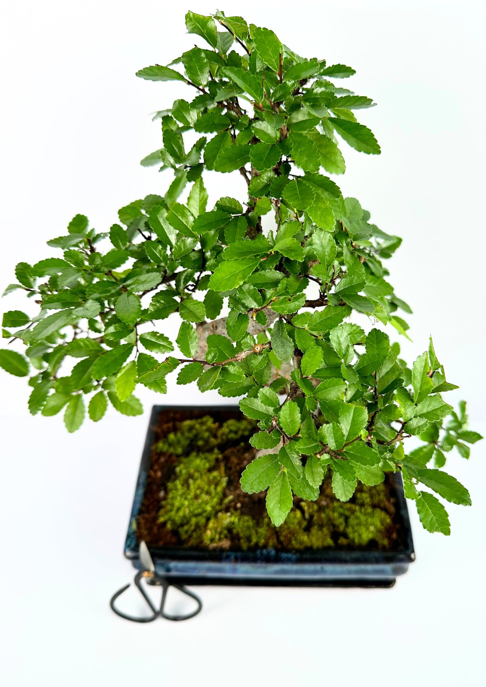 Bonsaï Arbre avec pot de fleurs en céramique d'env. 25-35 cm de haut, soucoupe et ciseaux - Coffret cadeau bonsaï - (Bol de 20 cm environ 8-9 ans, bonsaï orme chinois)